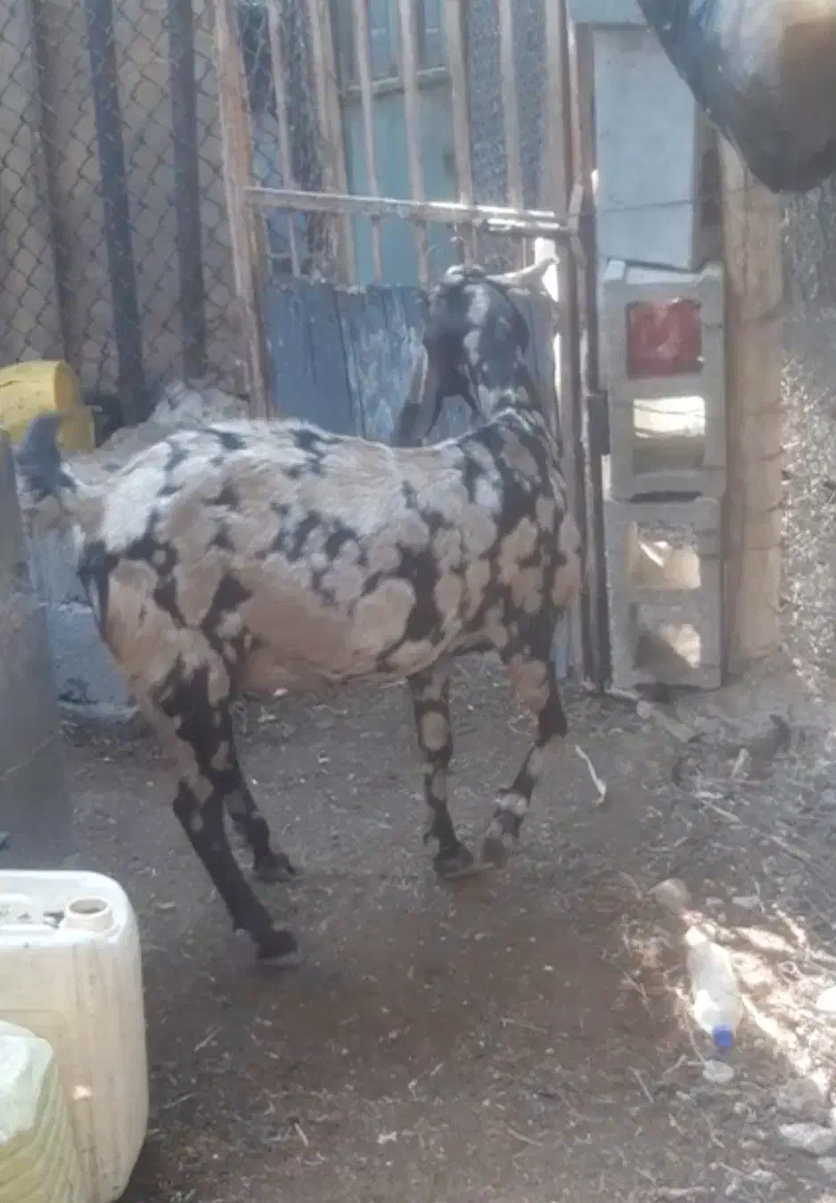 بوشهر عسلویه|حیوانات مزرعه|عسلویه, |دیوار