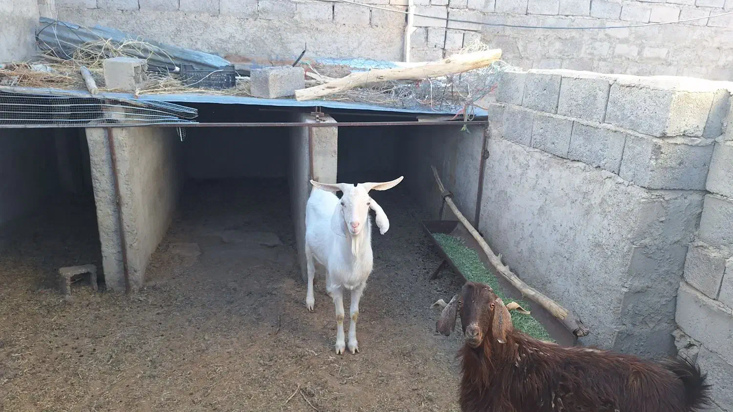 نری سنا|حیوانات مزرعه|راور, |دیوار