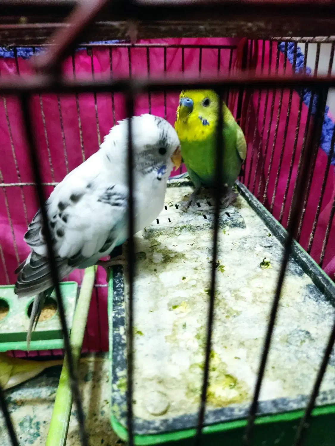 مرغ عشق|پرنده|زنجان, |دیوار