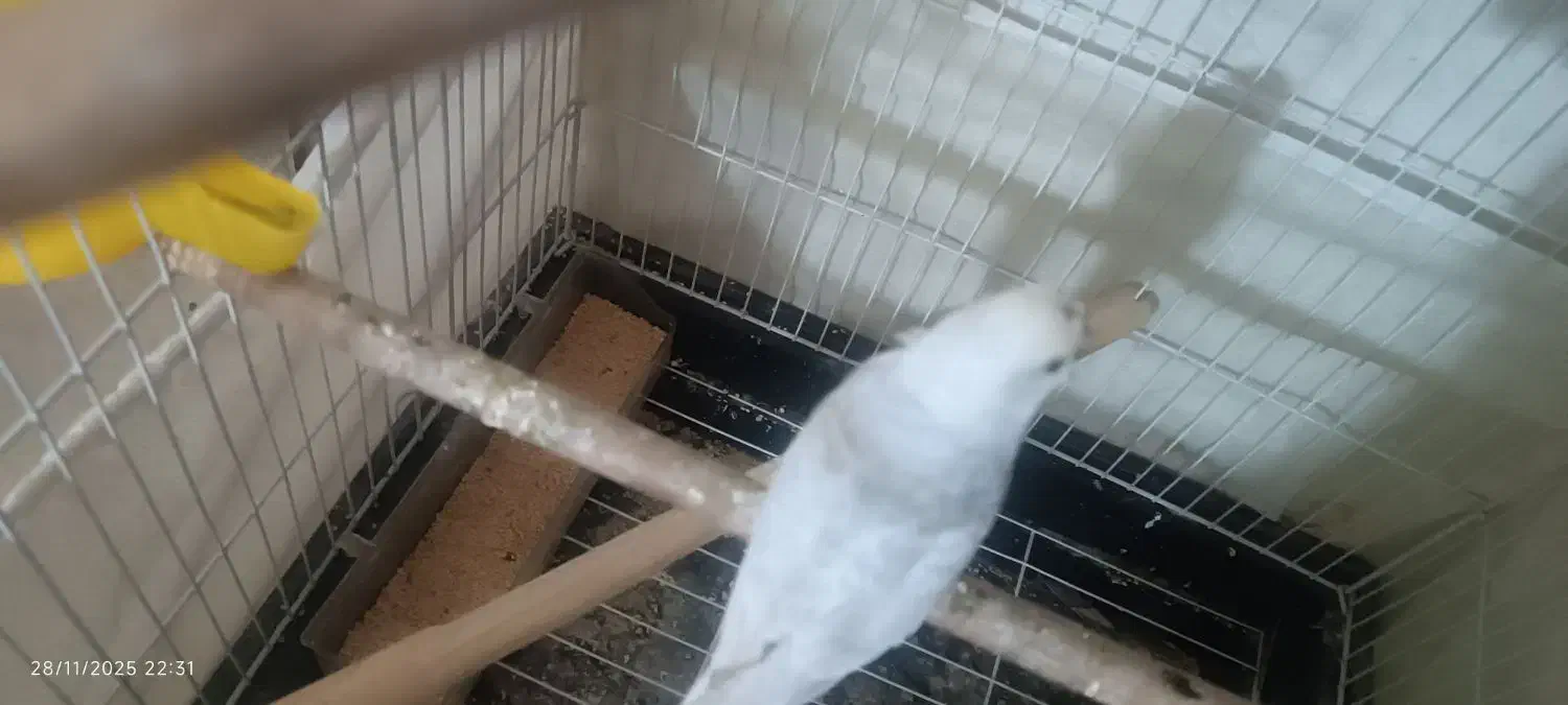 مرغ عشق|پرنده|فیروزآباد (فارس), |دیوار