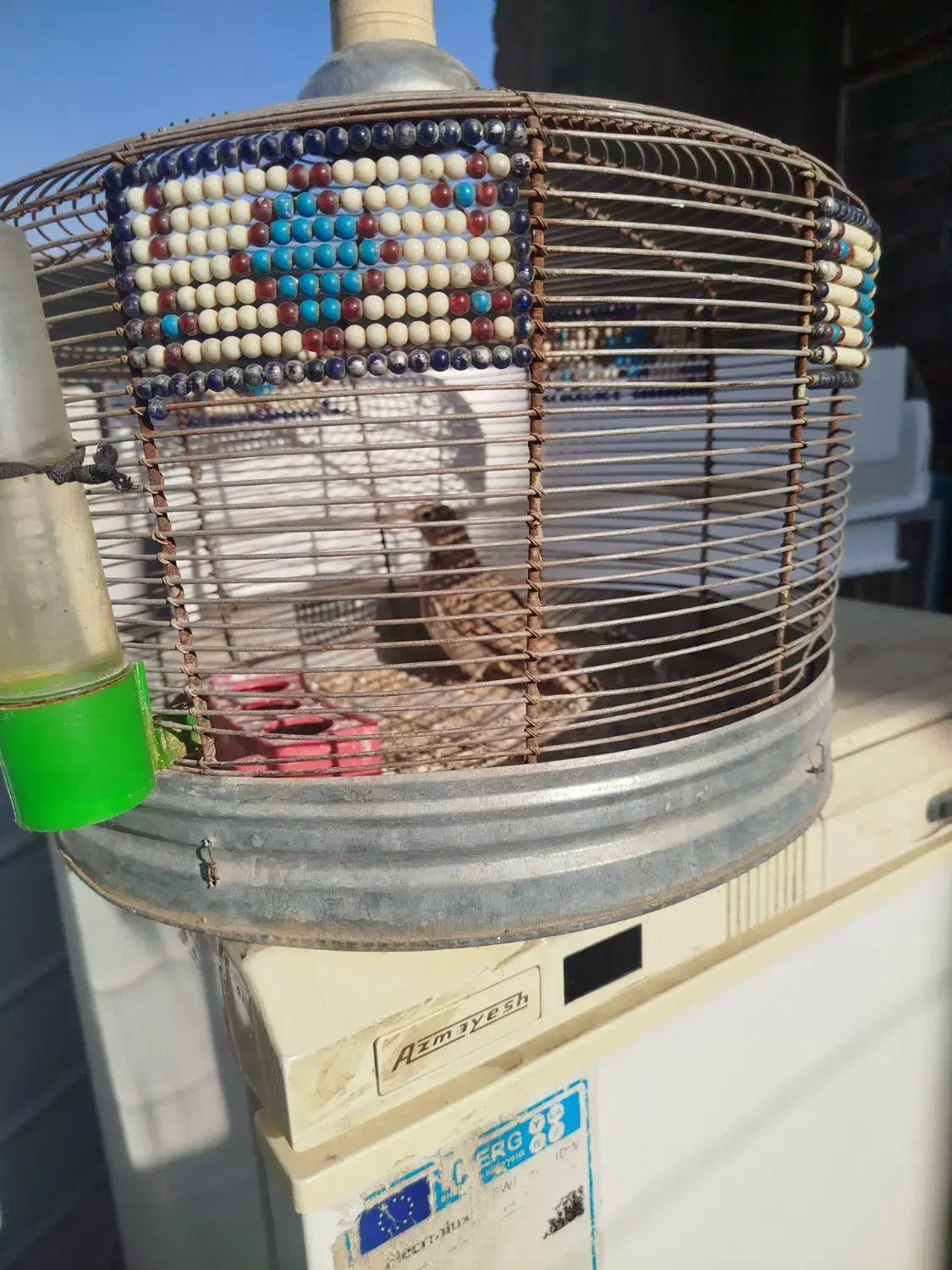 سهره خاکی|پرنده|شیراز, سلطان آباد|دیوار