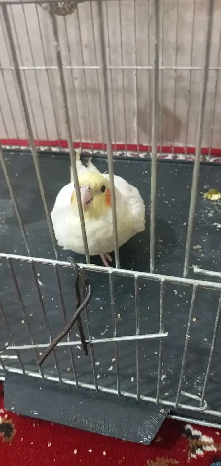 عروس هلندی ماده تخم گذاربشرت|پرنده|شوشتر, |دیوار