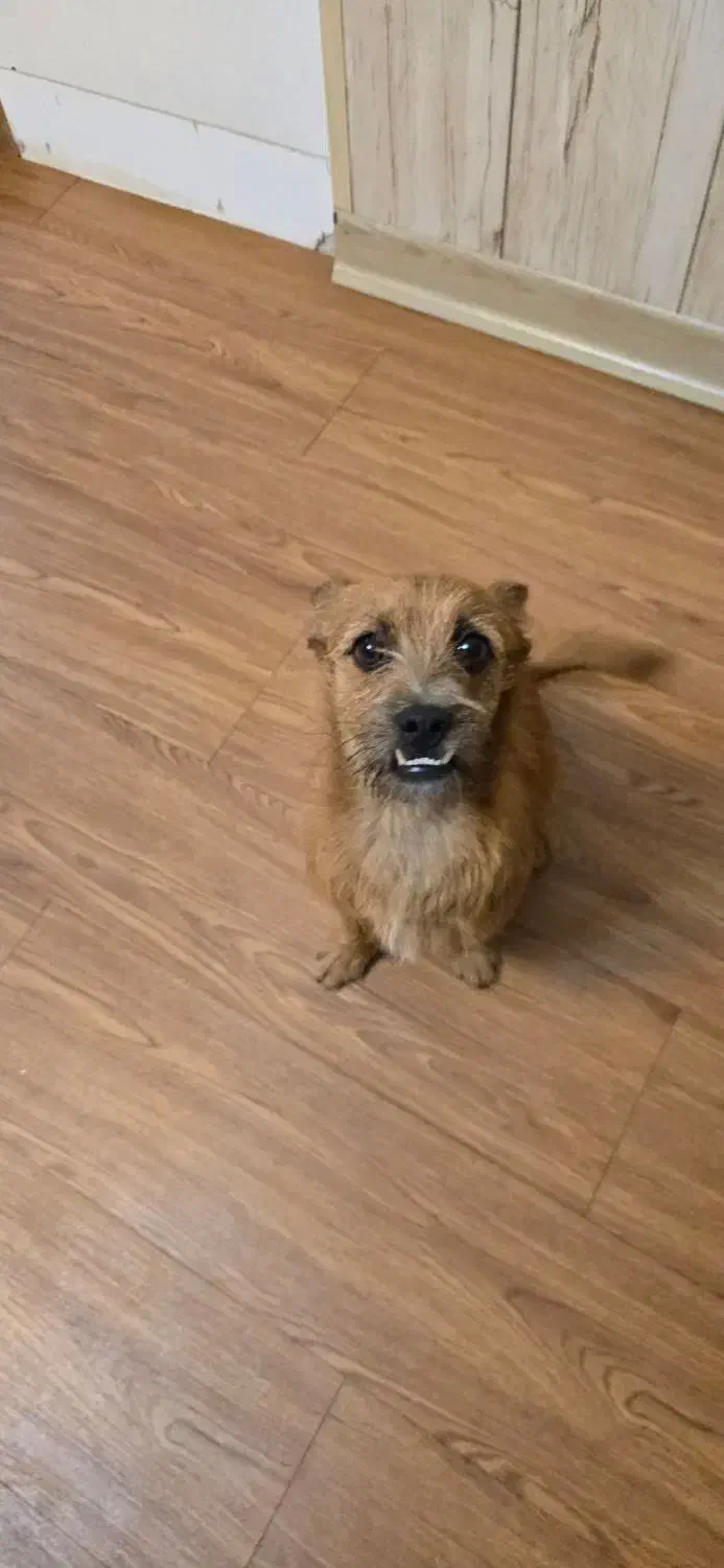 واگذاری یک قلاده توله نر|سگ|اصفهان, هزارجریب|دیوار