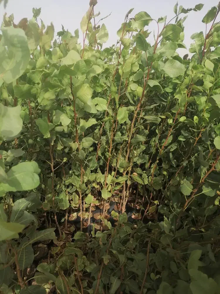 فروش نهال پسته پایه بادامی زرند|خدمات باغبانی و درختکاری|اصفهان, احمدآباد|دیوار