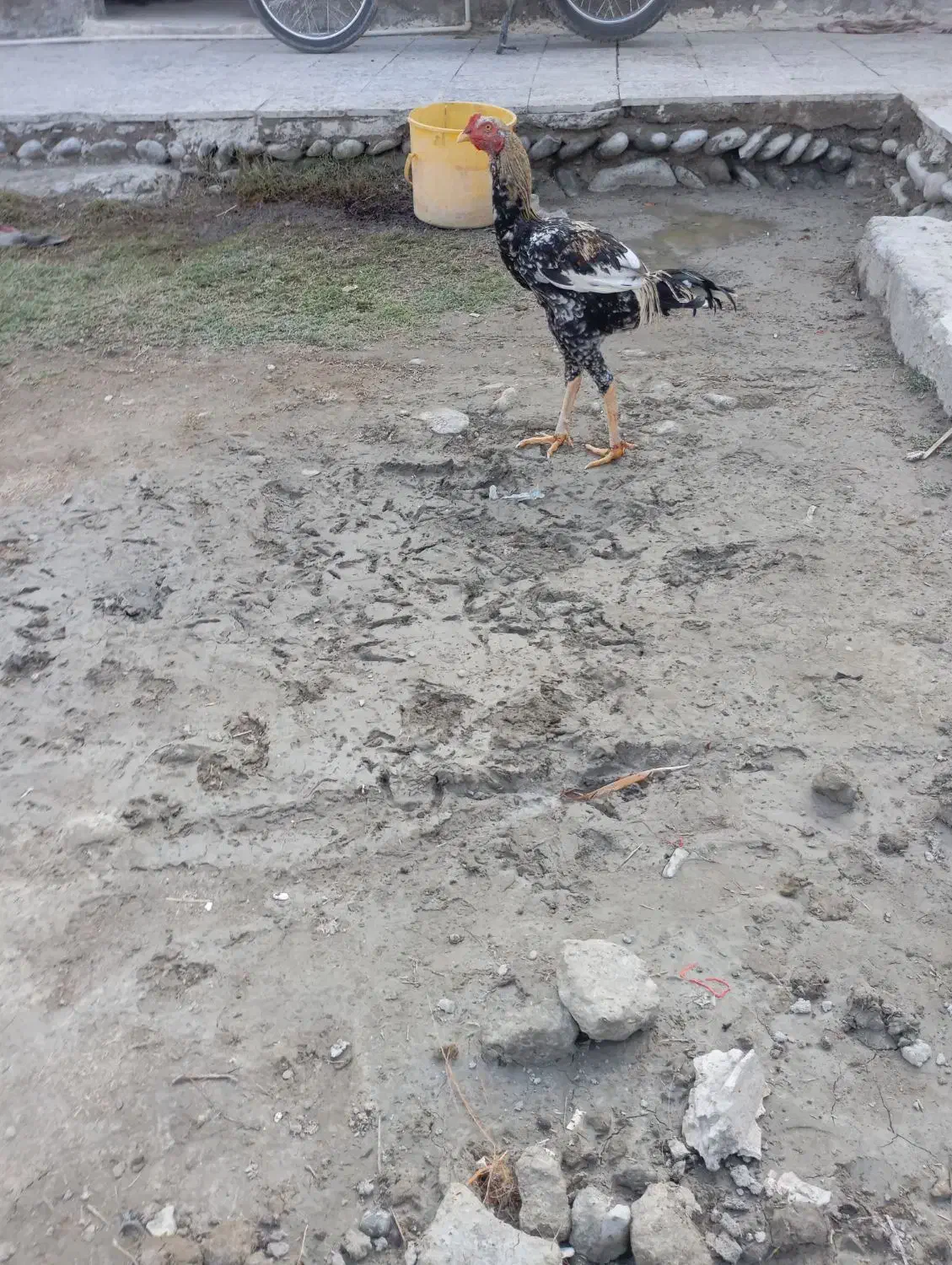 خورس|حیوانات مزرعه|قصرقند, |دیوار