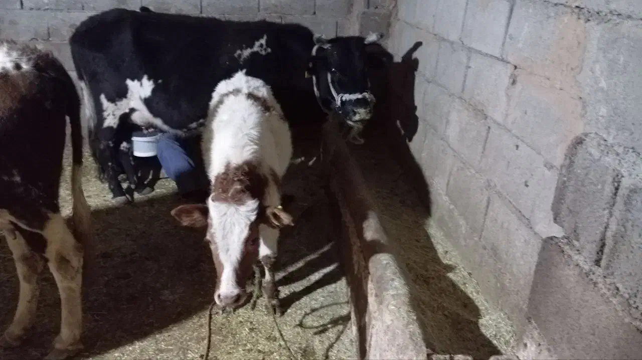 گاو گوساله|حیوانات مزرعه|ازگله, |دیوار