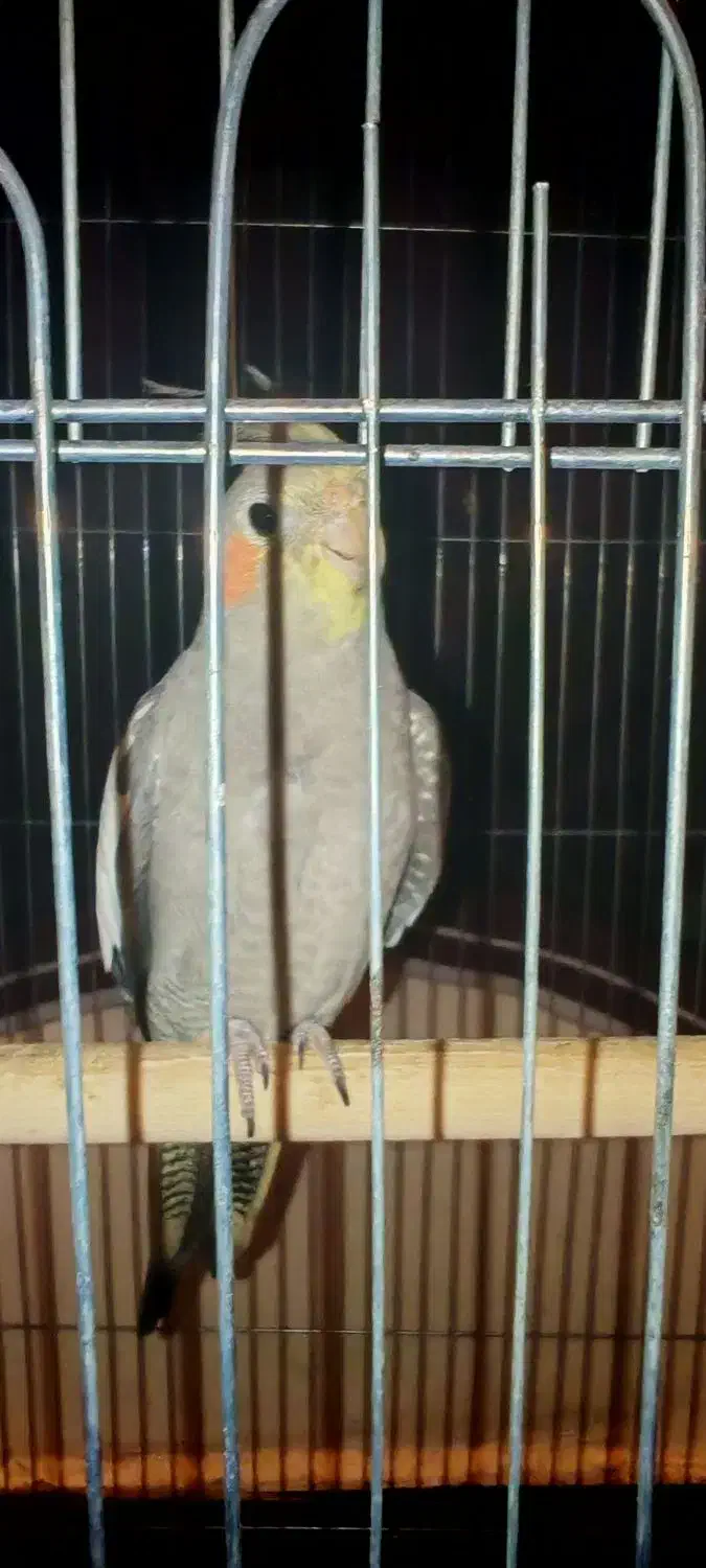 عروس پاریس هلندی|پرنده|اهواز, منبع اب|دیوار