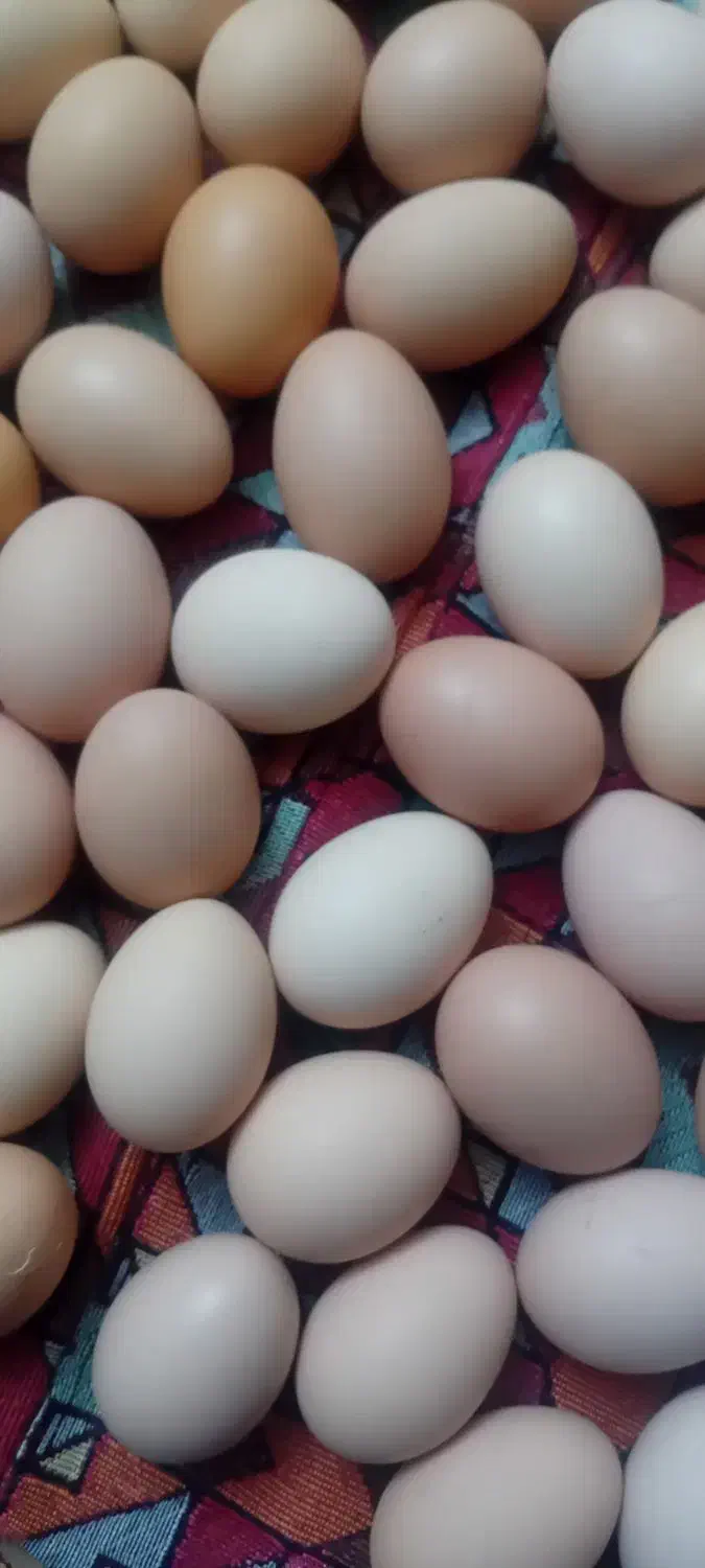 تخم مرغ محلی ارگانیک گلپایگان|خوردنی و آشامیدنی|پاکدشت, خاتون آباد|دیوار