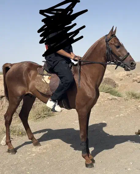 اسب ترکمن اصیل نریان مدرک دار|اسب و تجهیزات اسب‌سواری|مشهد, الهیه|دیوار