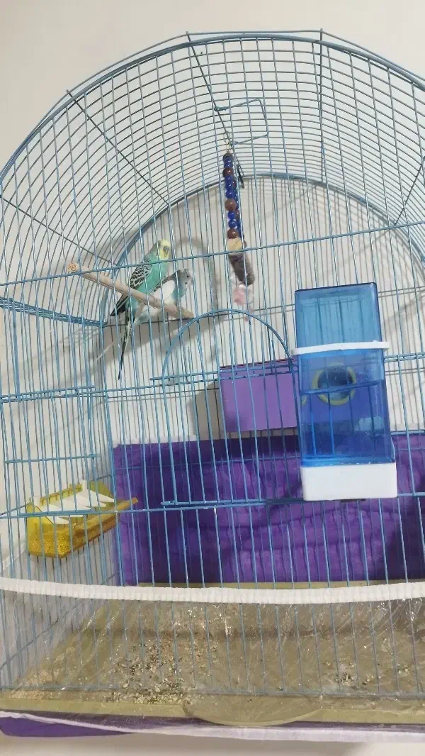 مرغ عشق|پرنده|سقز, |دیوار