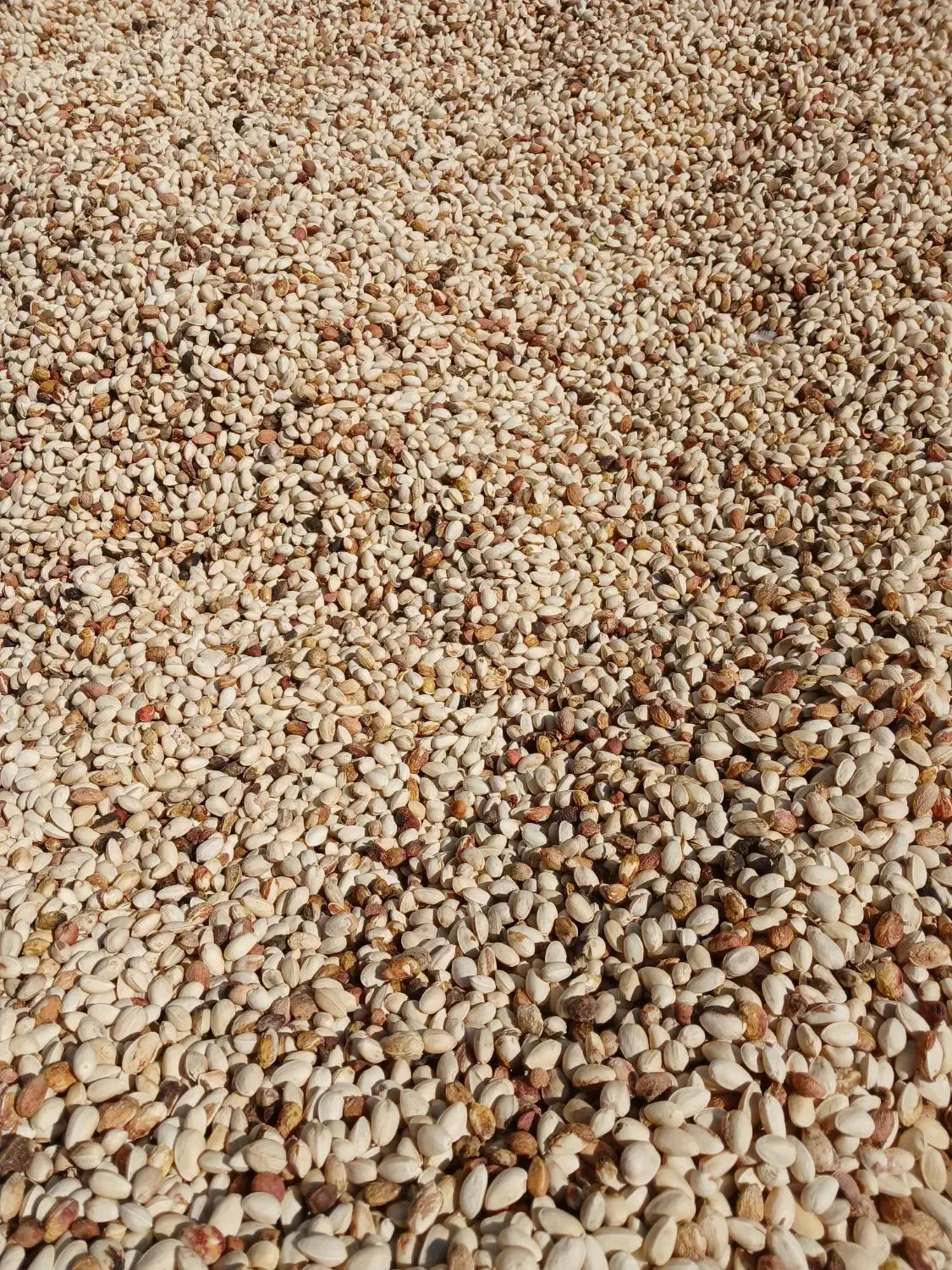 خریدپسته زردو نخودی روابی خریدارم|خدمات باغبانی و درختکاری|رفسنجان, |دیوار