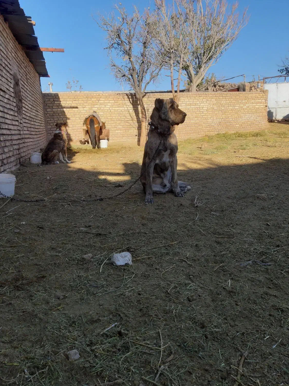 سگ گله|سگ|تربتحیدریه, رباط سفلی|دیوار