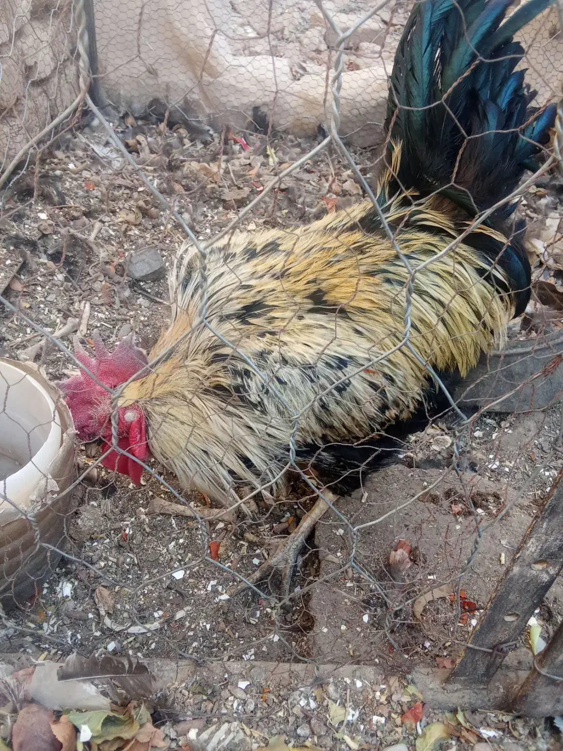 خروس|پرنده|آیسک, |دیوار