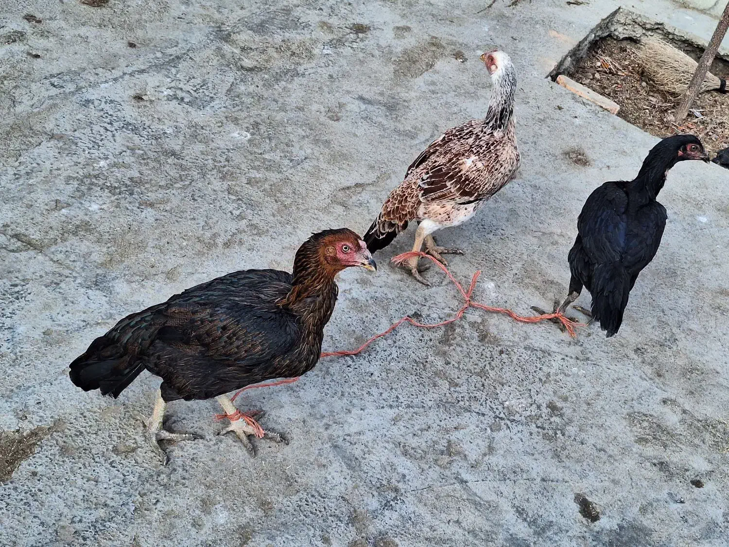 مرغ|حیوانات مزرعه|قروه, |دیوار