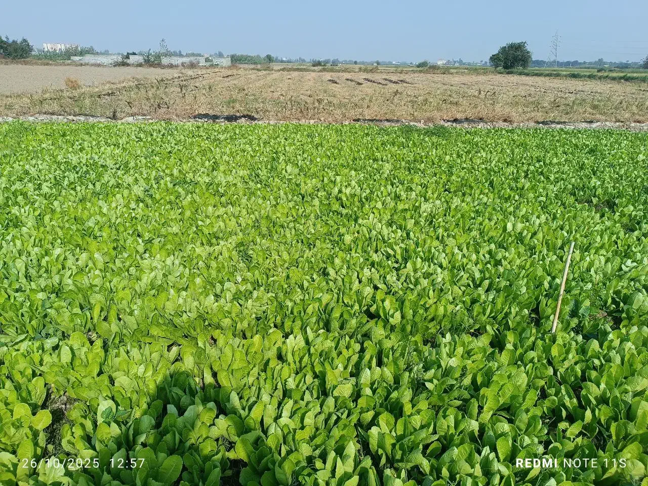 کاهو سفید گریفاتون فرانسه(پیرزا)|گل و گیاه طبیعی|بابکان, |دیوار