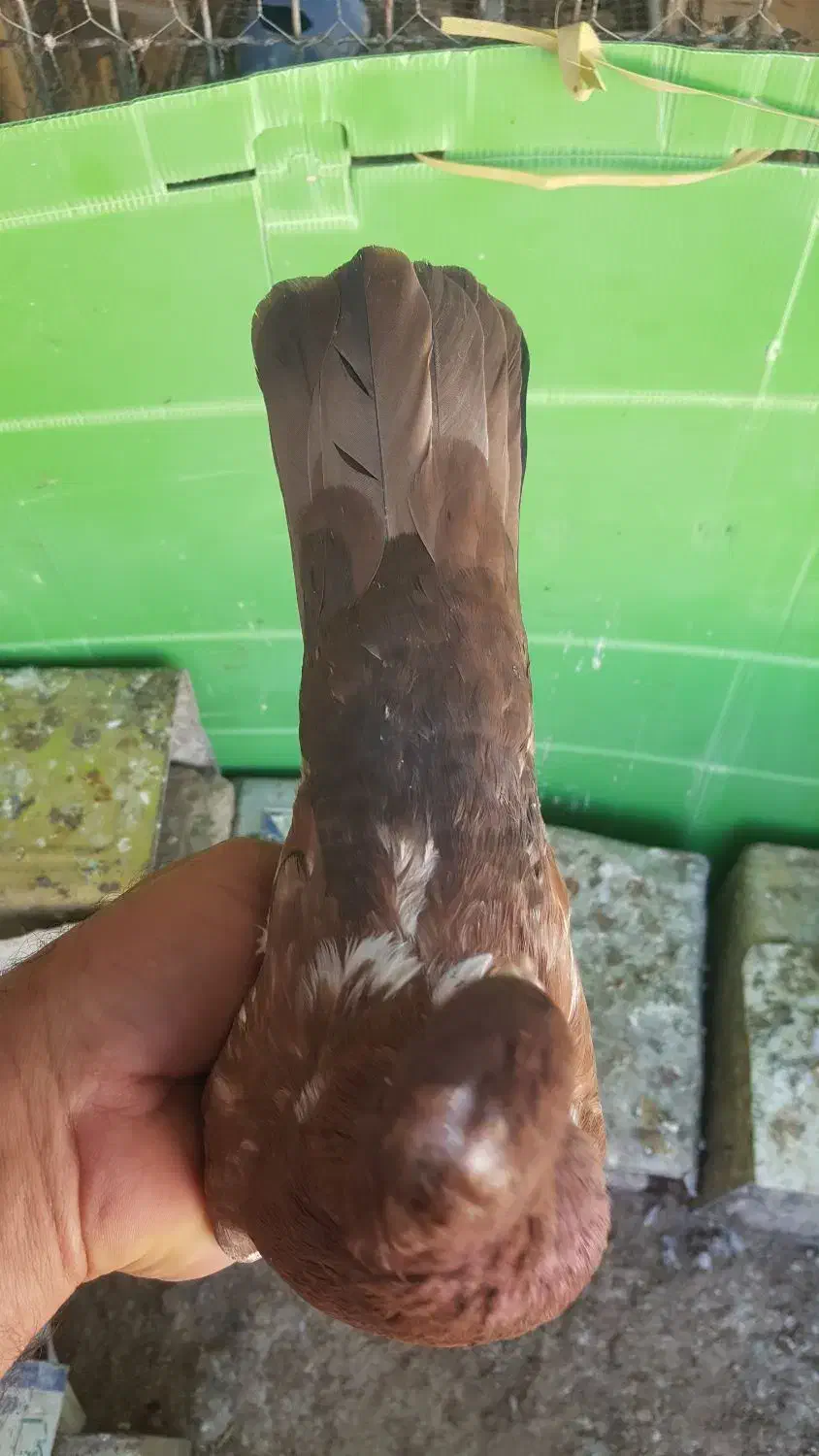 سینه سرخ نر|پرنده|فیروزآباد (فارس), |دیوار