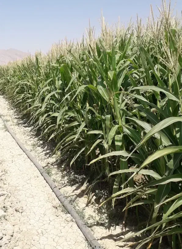 ذرت علوفه|لوازم جانبی حیوانات|مرودشت, رامجرد یک|دیوار