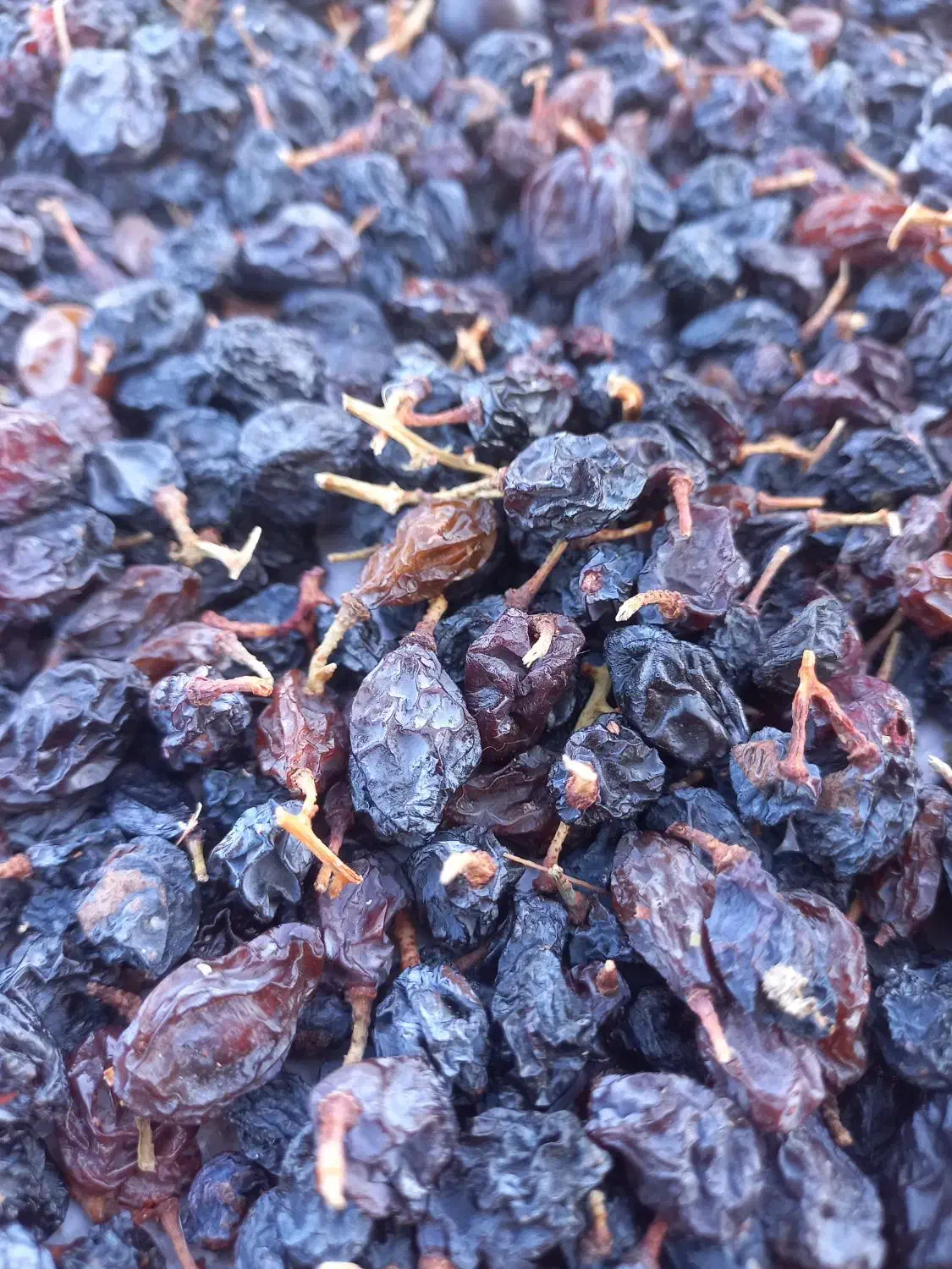 مویز انگور شاهینی رشه|خوردنی و آشامیدنی|کامیاران, |دیوار