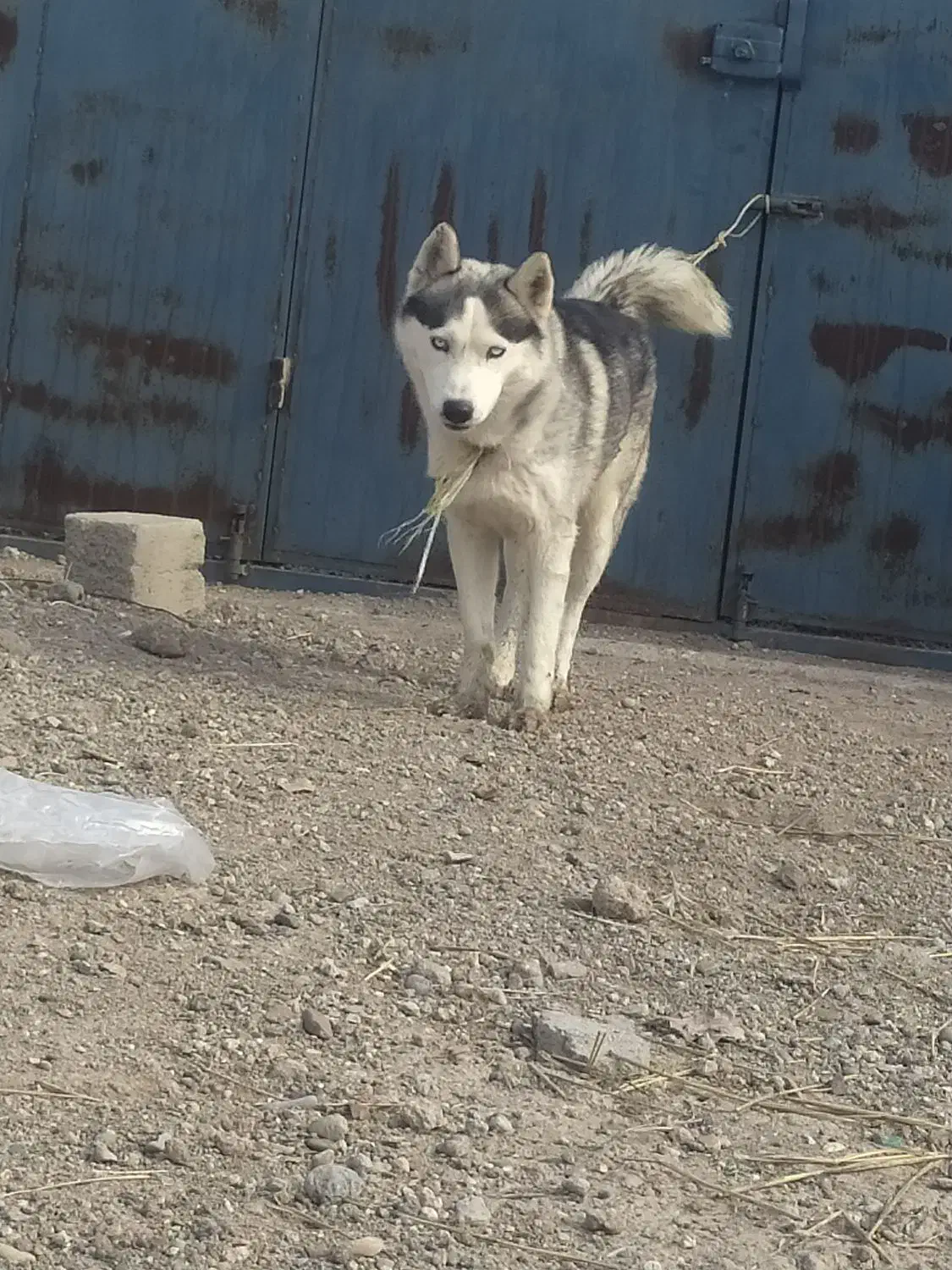 واگذاری سگ|سگ|اردبیل, |دیوار