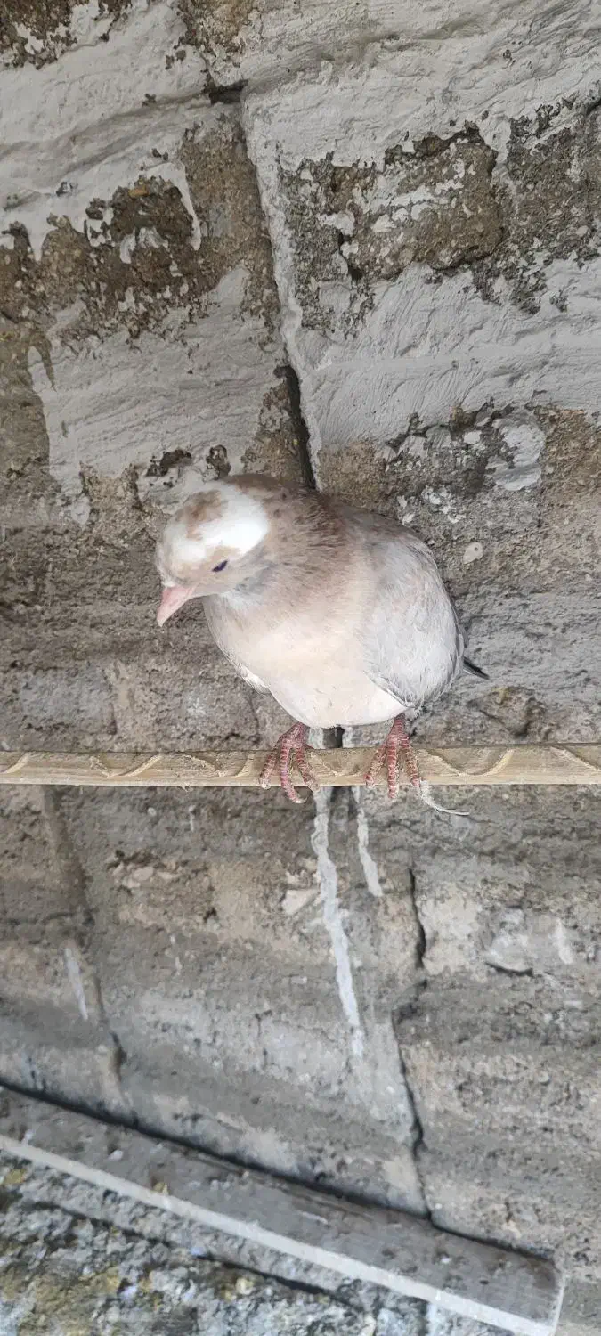 کفتر|پرنده|قشم, |دیوار