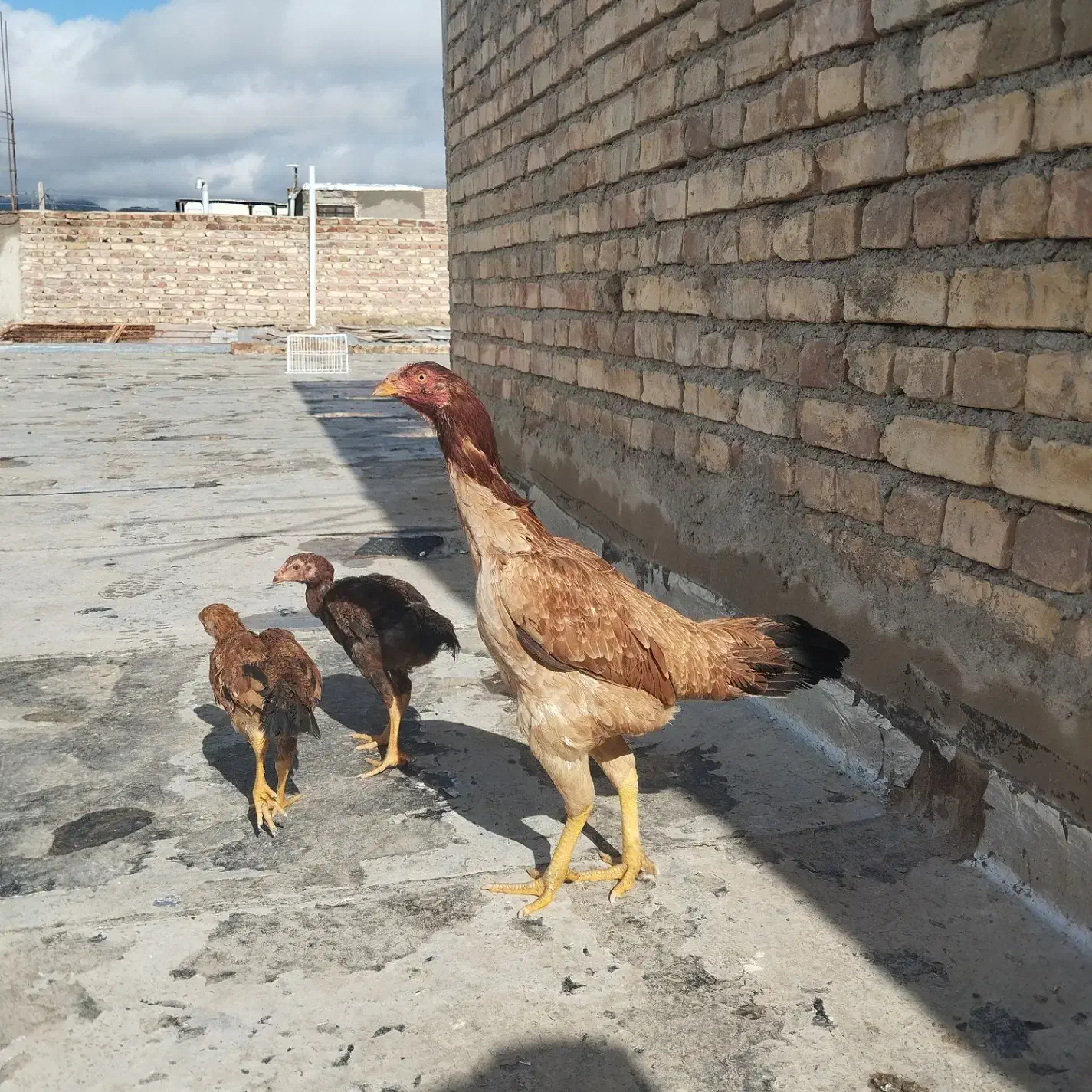 وسایل|قایق و سایر وسایل نقلیه|سراوان, |دیوار