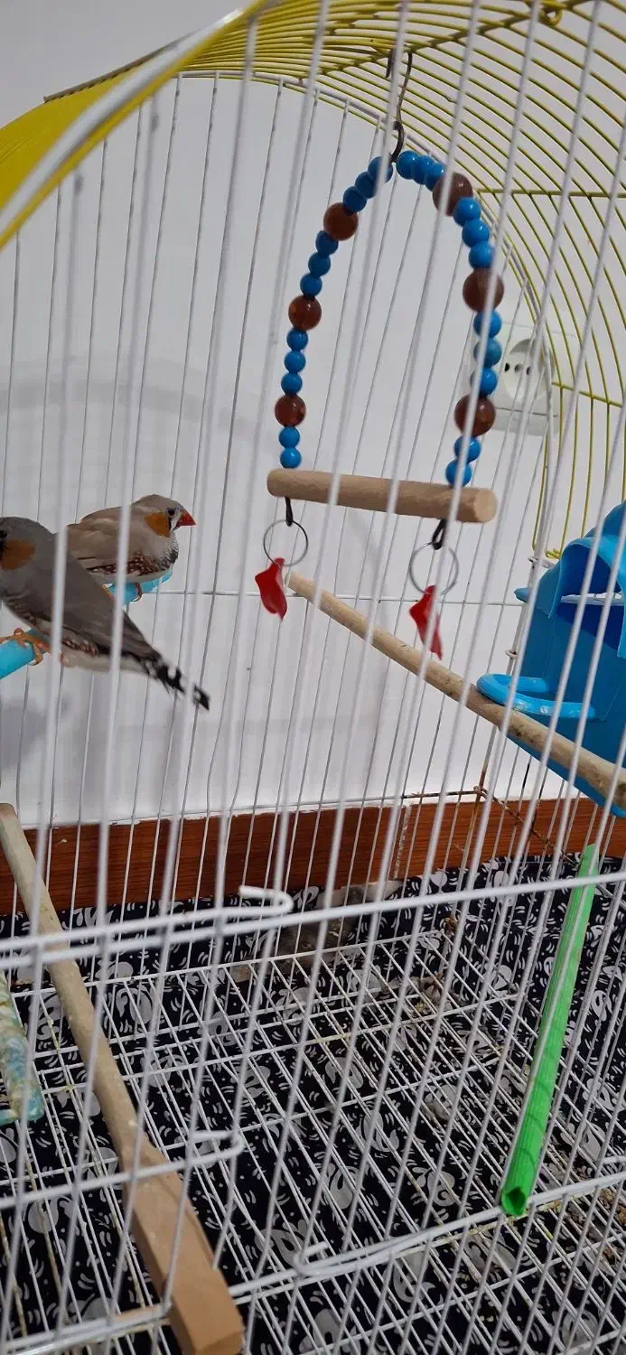 پرنده|پرنده|مهربان, |دیوار