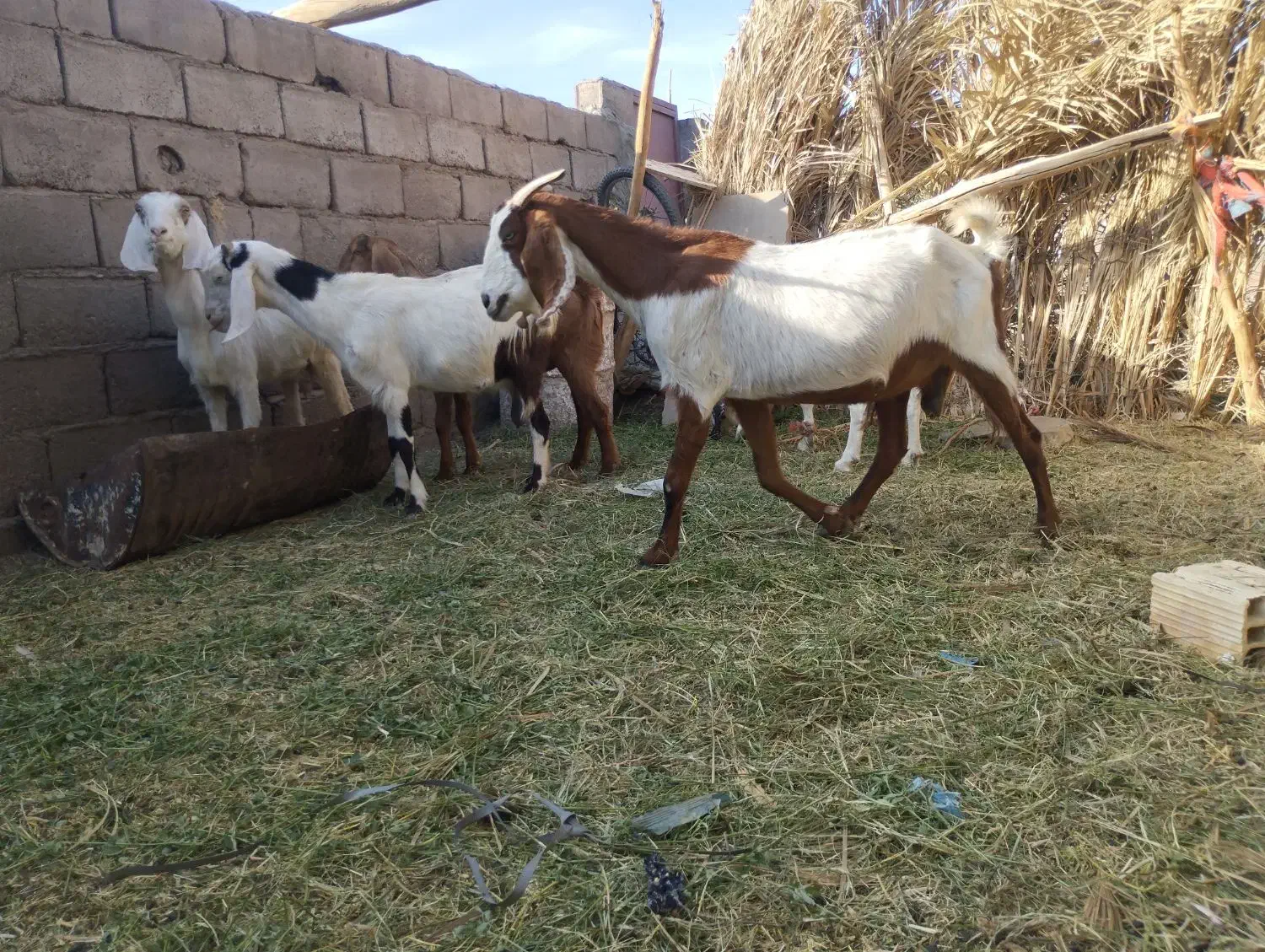 بزپاکستانی|حیوانات مزرعه|نگین کویر, |دیوار