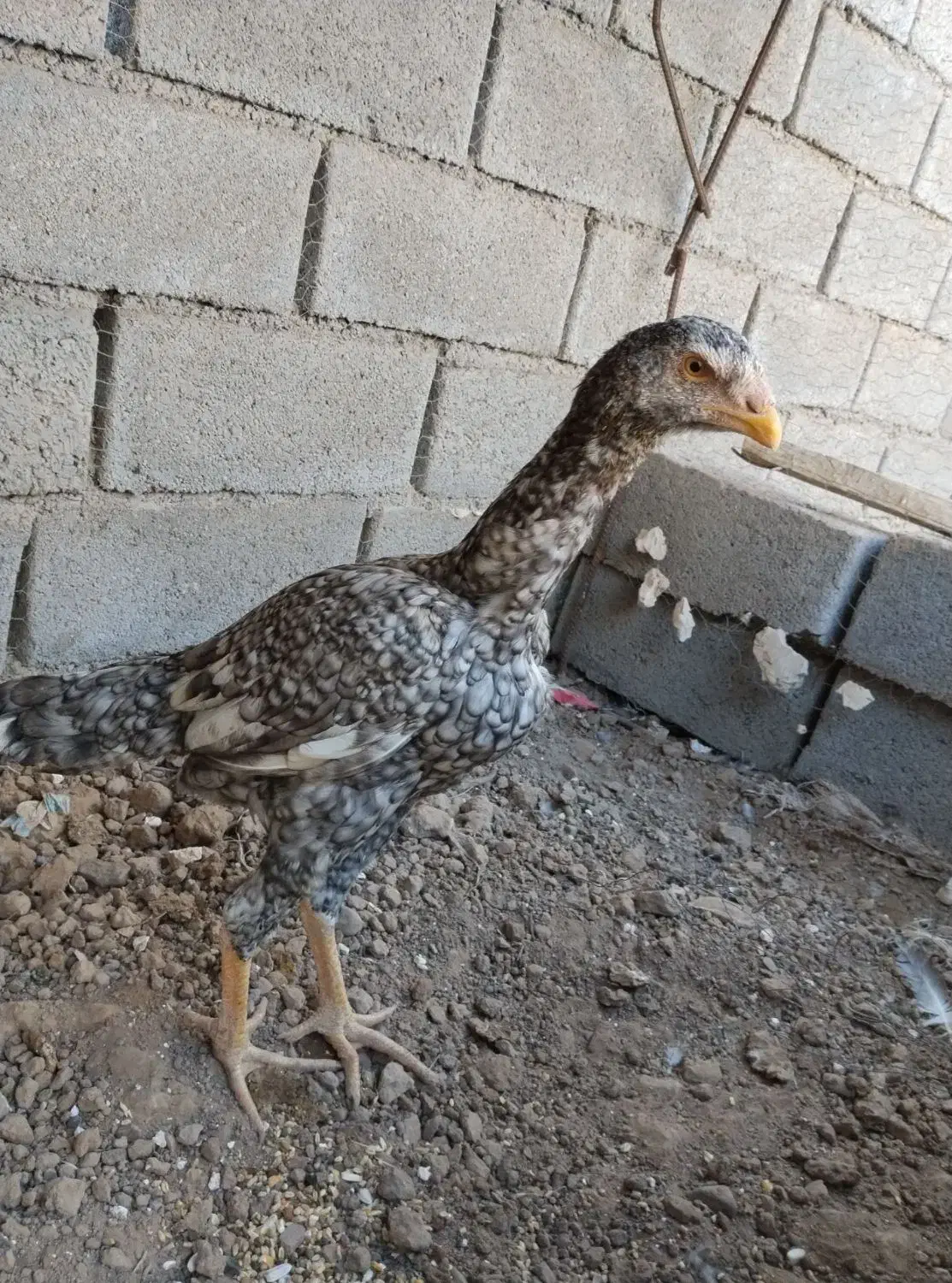 جوجه خروس لاری|حیوانات مزرعه|پائین جام, |دیوار