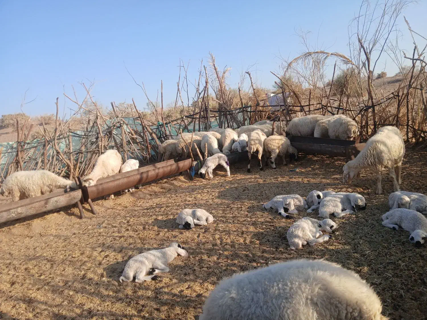 معاوضه‌با‌تراکتور|حیوانات مزرعه|رودبار (کرمان), |دیوار