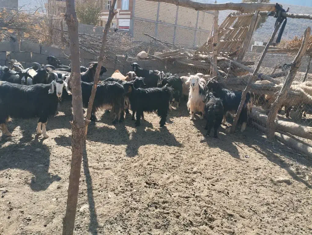 بز گله|حیوانات مزرعه|لردگان, |دیوار