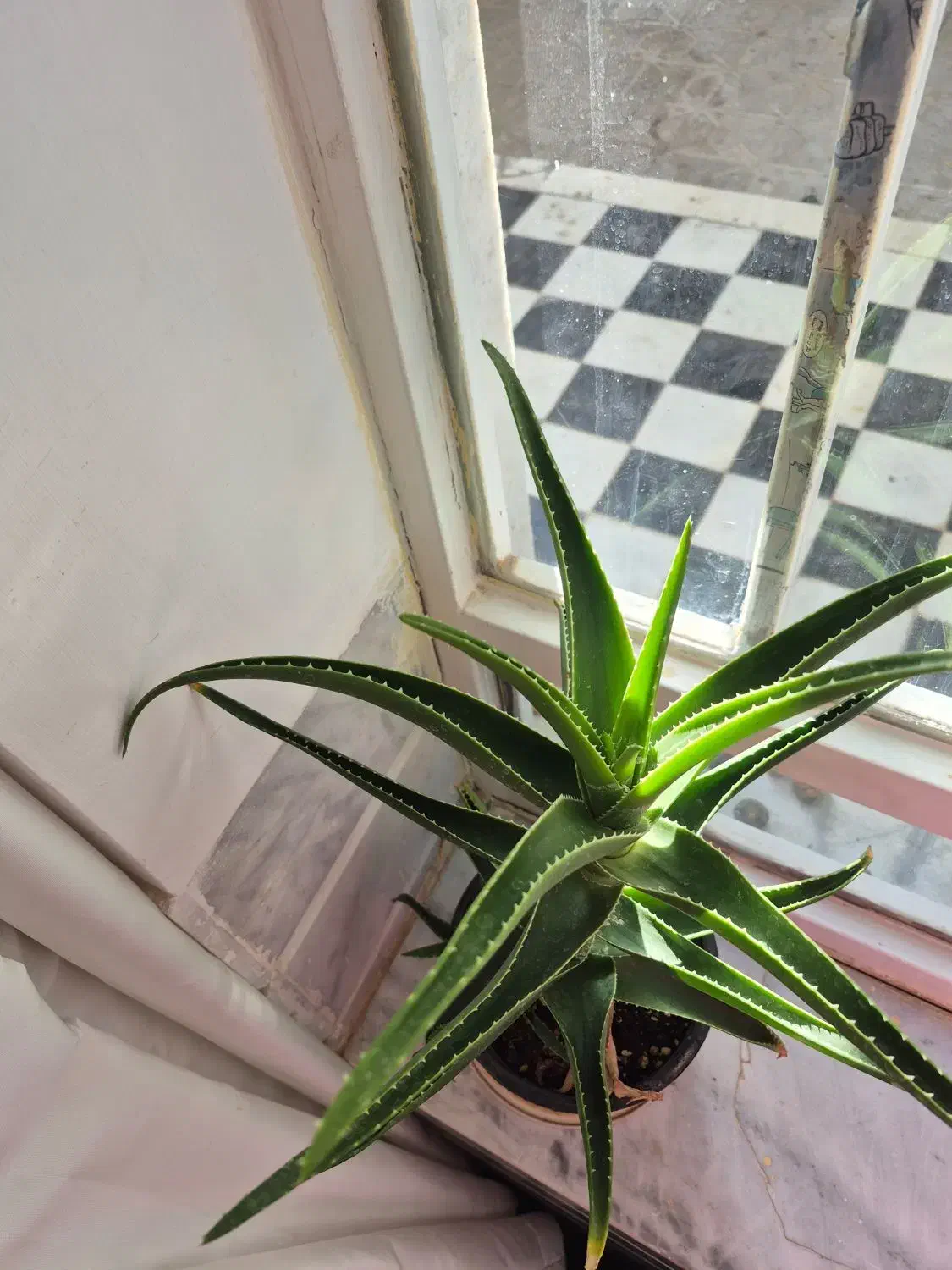 گل قاشقی وآلوورا|گل و گیاه طبیعی|قائن, |دیوار