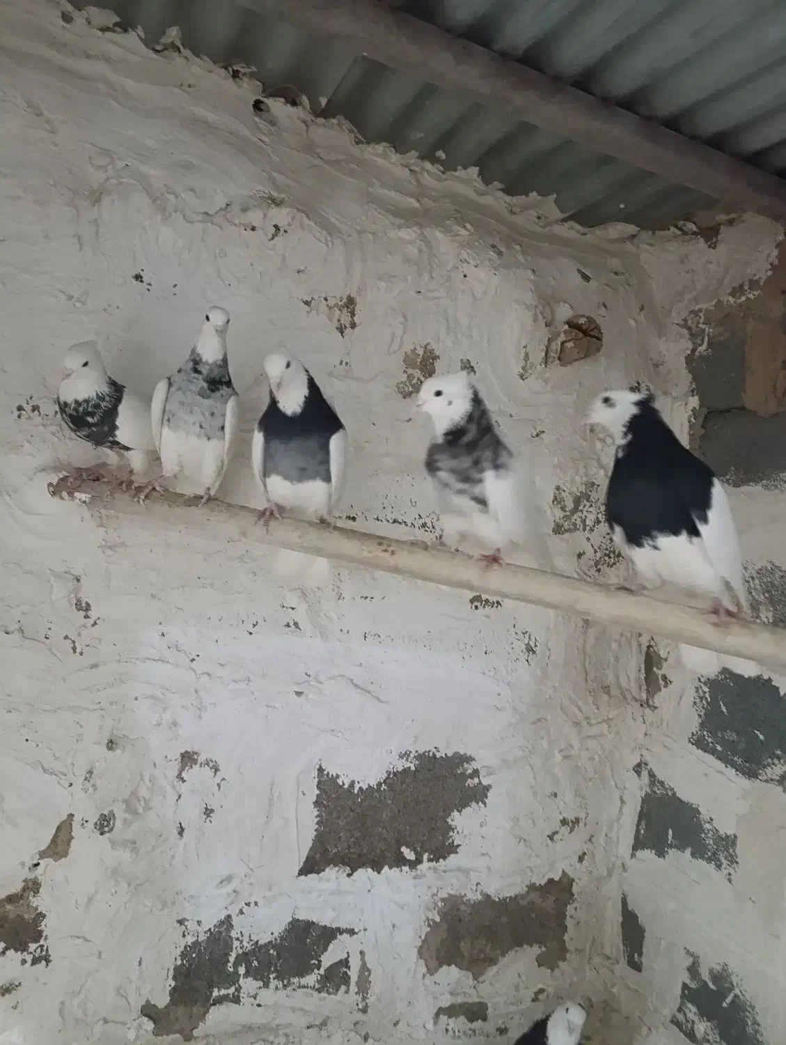 طوقی الماسی|پرنده|پیر سلیمان, |دیوار