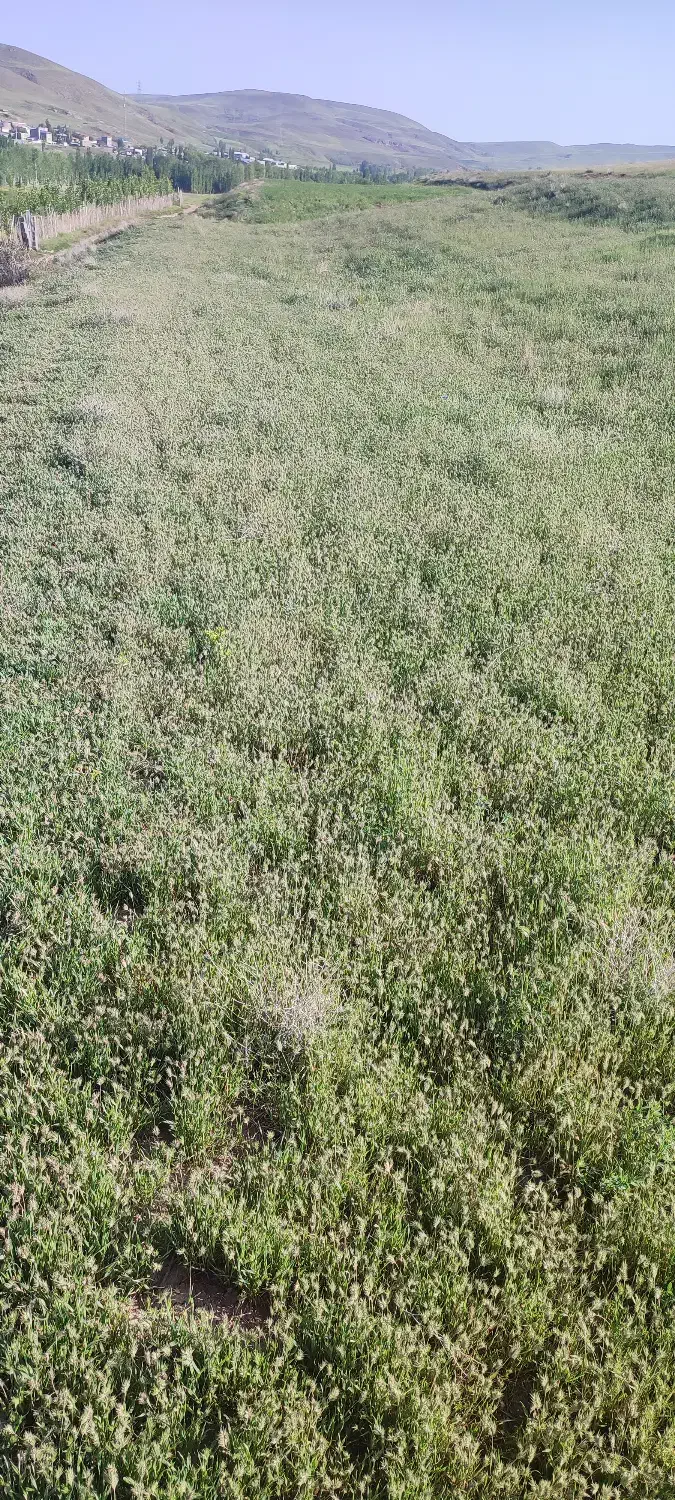 200 متر زمین|فروش زمین و ملک کلنگی|خلخال, |دیوار