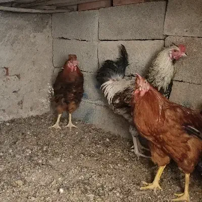 خروس محلی|حیوانات مزرعه|کرمان, |دیوار