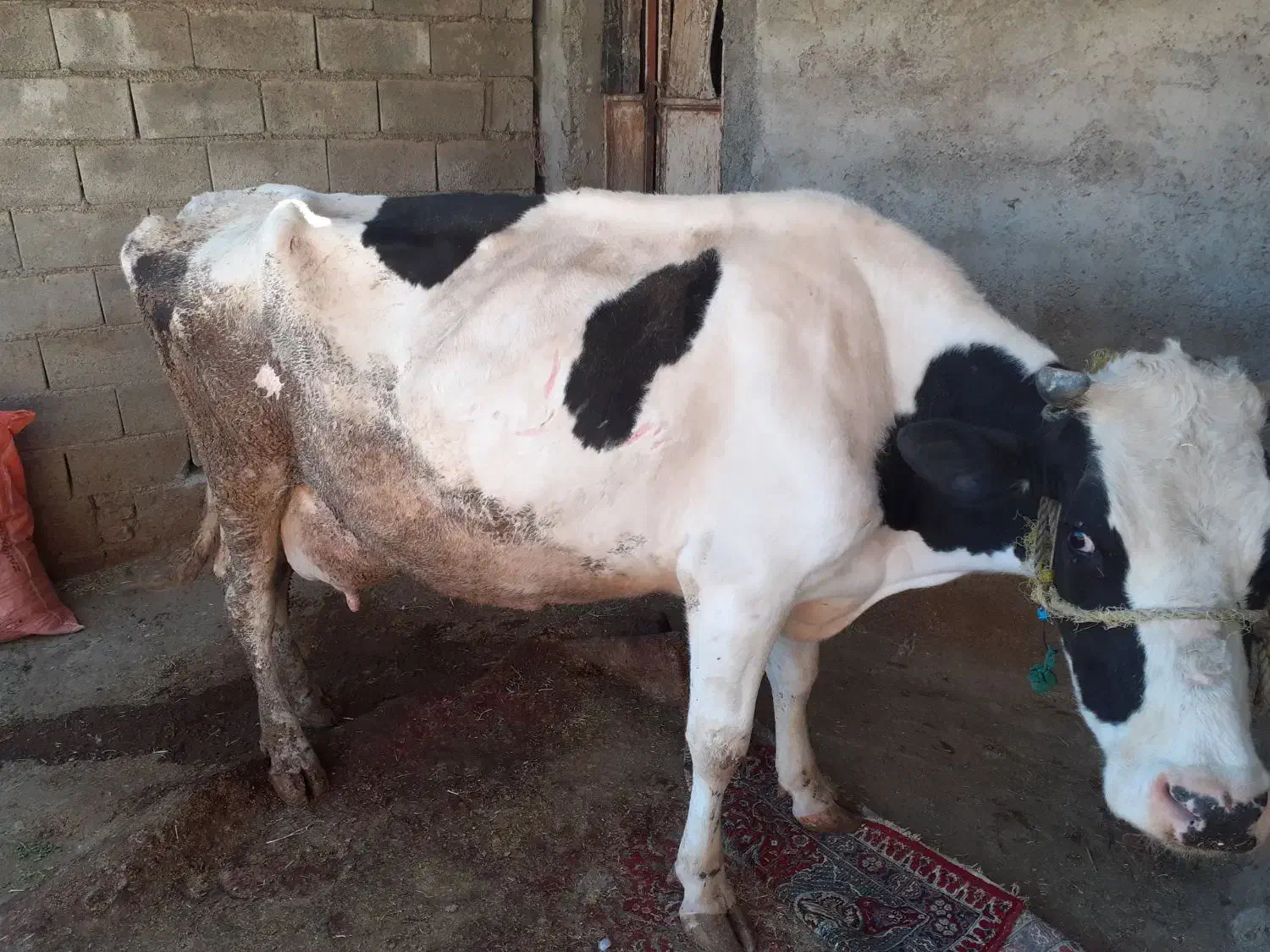 گاو گوساله|حیوانات مزرعه|فیروزآباد (لرستان), |دیوار