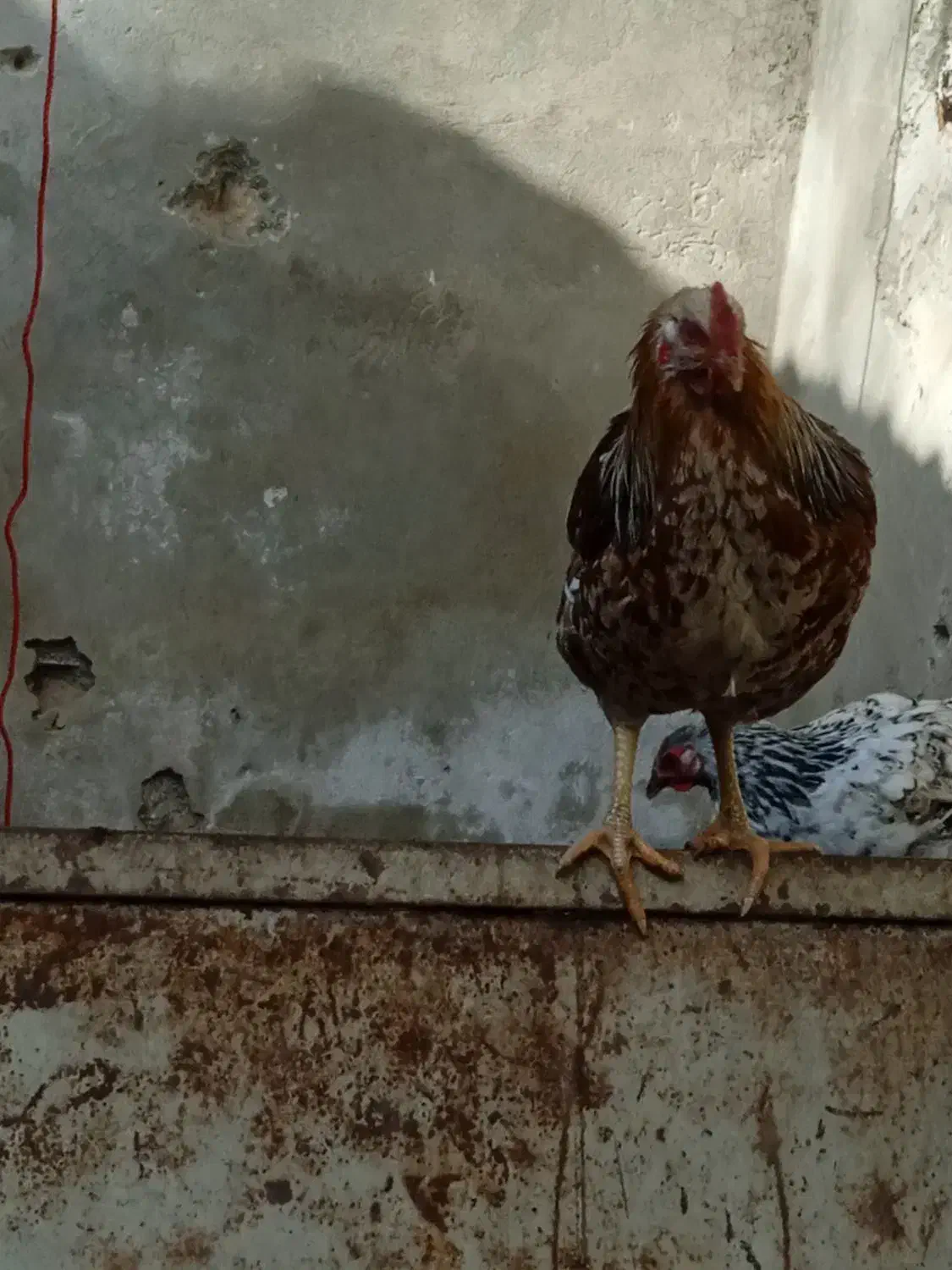 نیمچه خروس تخفیف داره|حیوانات مزرعه|ماهدشت, |دیوار