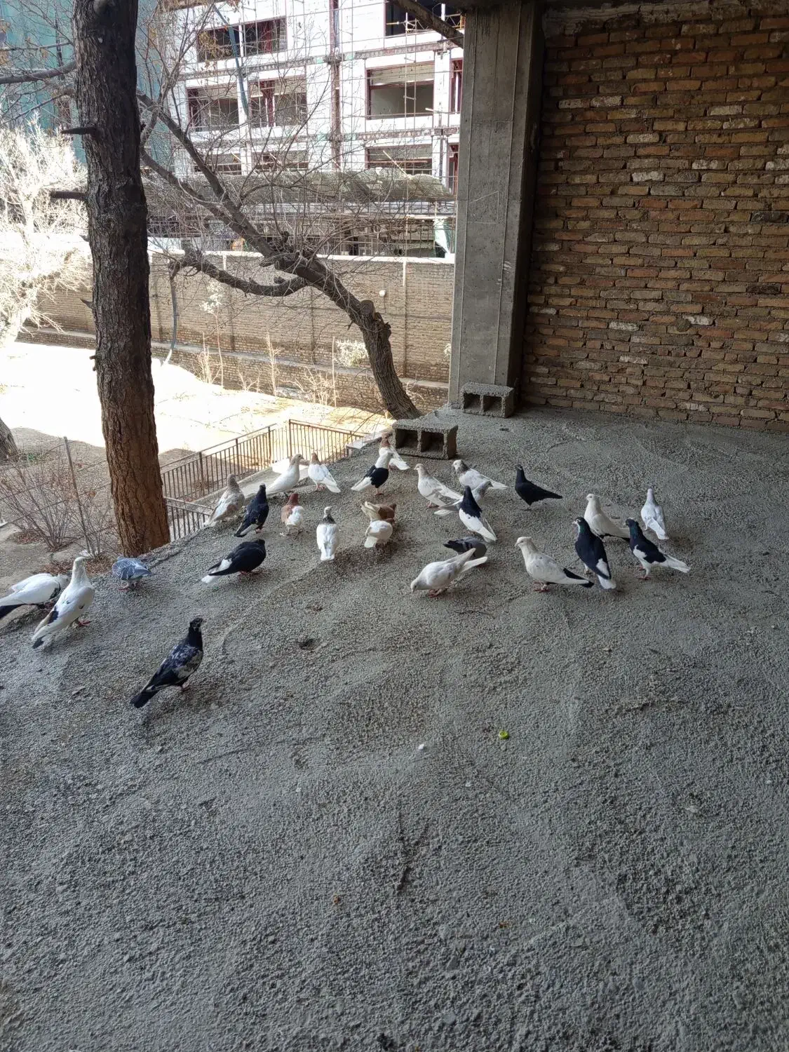 کفتر چادری|پرنده|ری, اقدسیه|دیوار