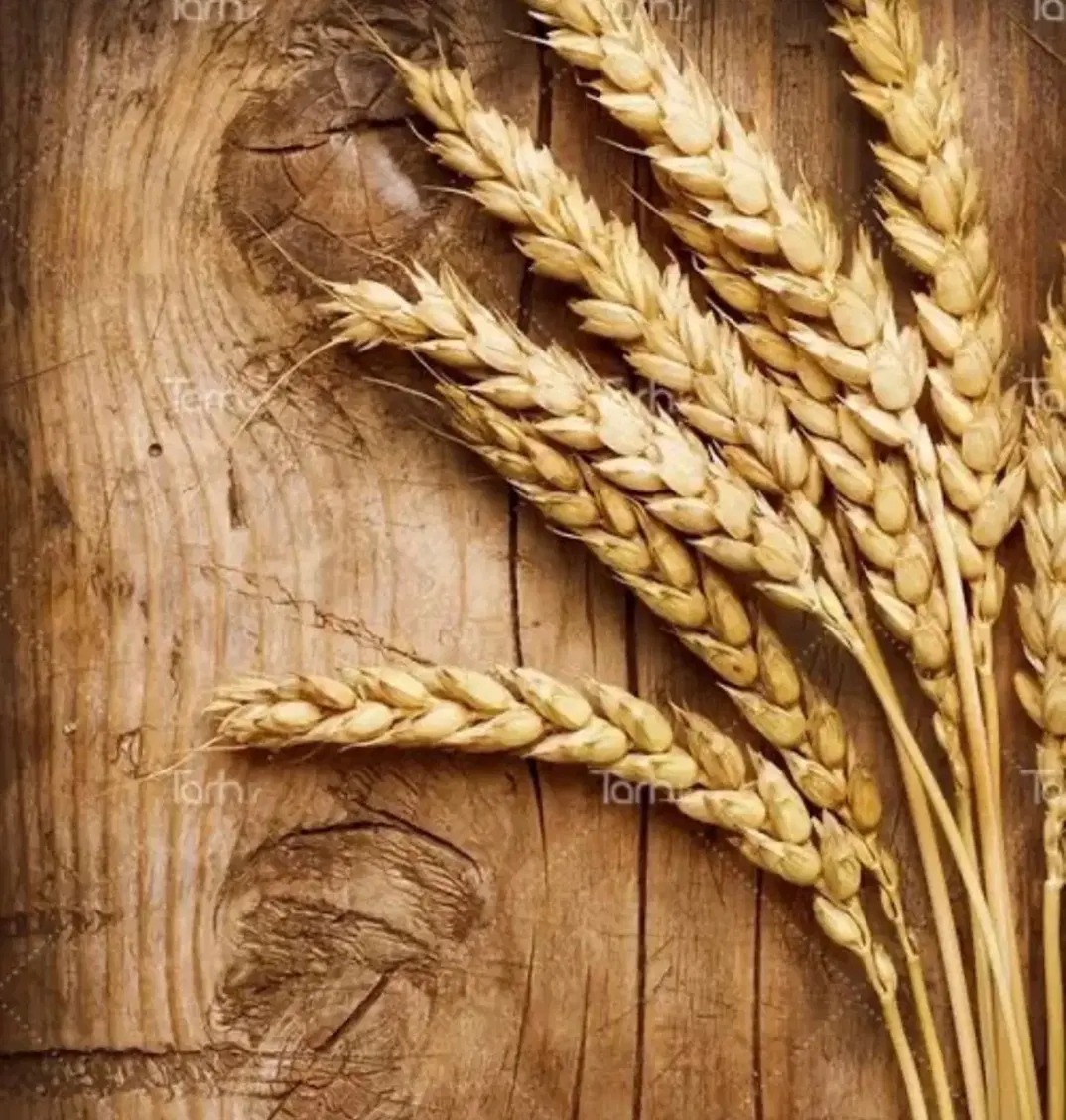 گندم|گل و گیاه طبیعی|آق قلا, |دیوار