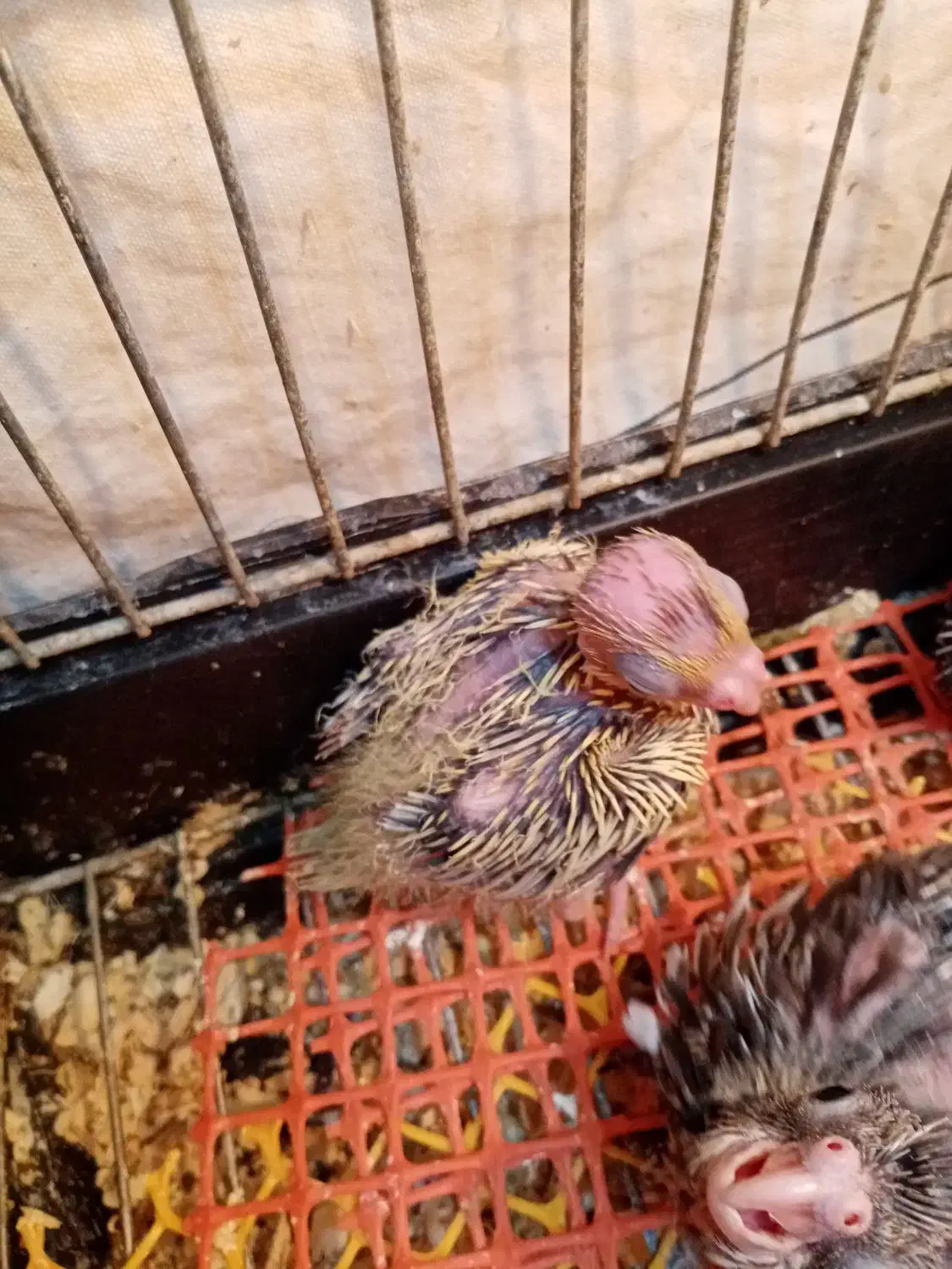 جوجه عروس های سرلاکی ((پرورش خانگی))|پرنده|ساری, |دیوار