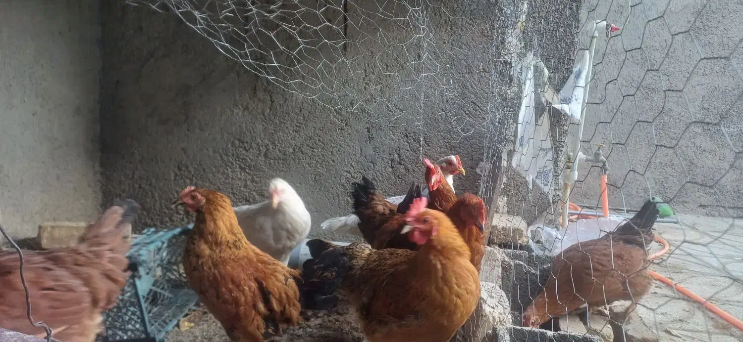 مرغ محلی تخم گذار|حیوانات مزرعه|جغتای, |دیوار