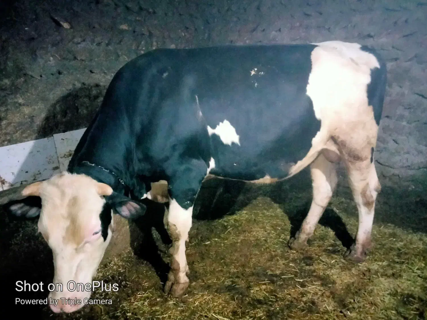 گوساله نر|حیوانات مزرعه|ایجرود, |دیوار