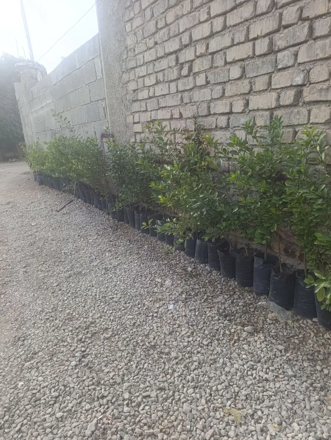 فروش لیمو|خدمات باغبانی و درختکاری|کوه چنار, |دیوار