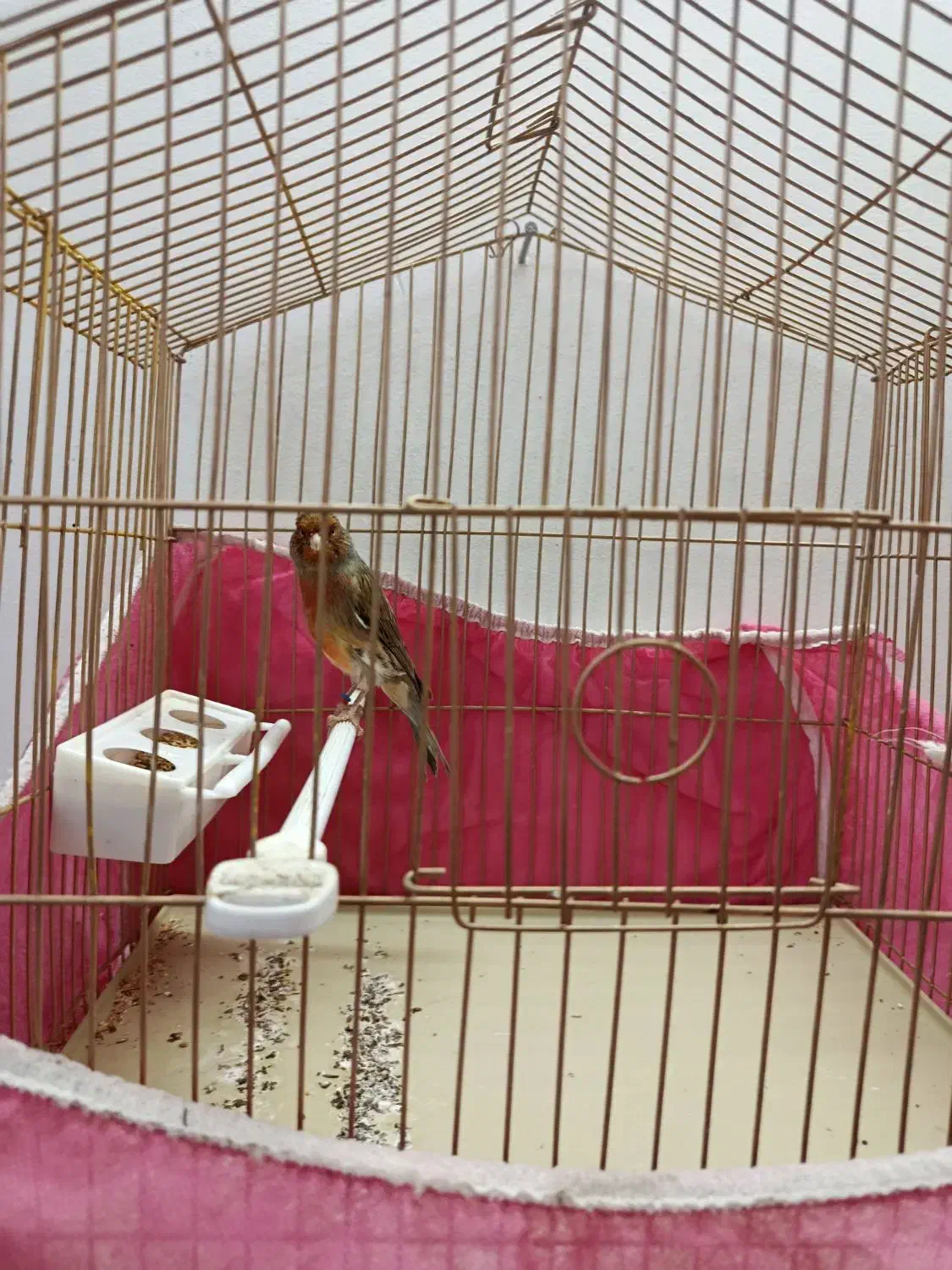 قناری و کوتوله|پرنده|خمینیشهر, |دیوار