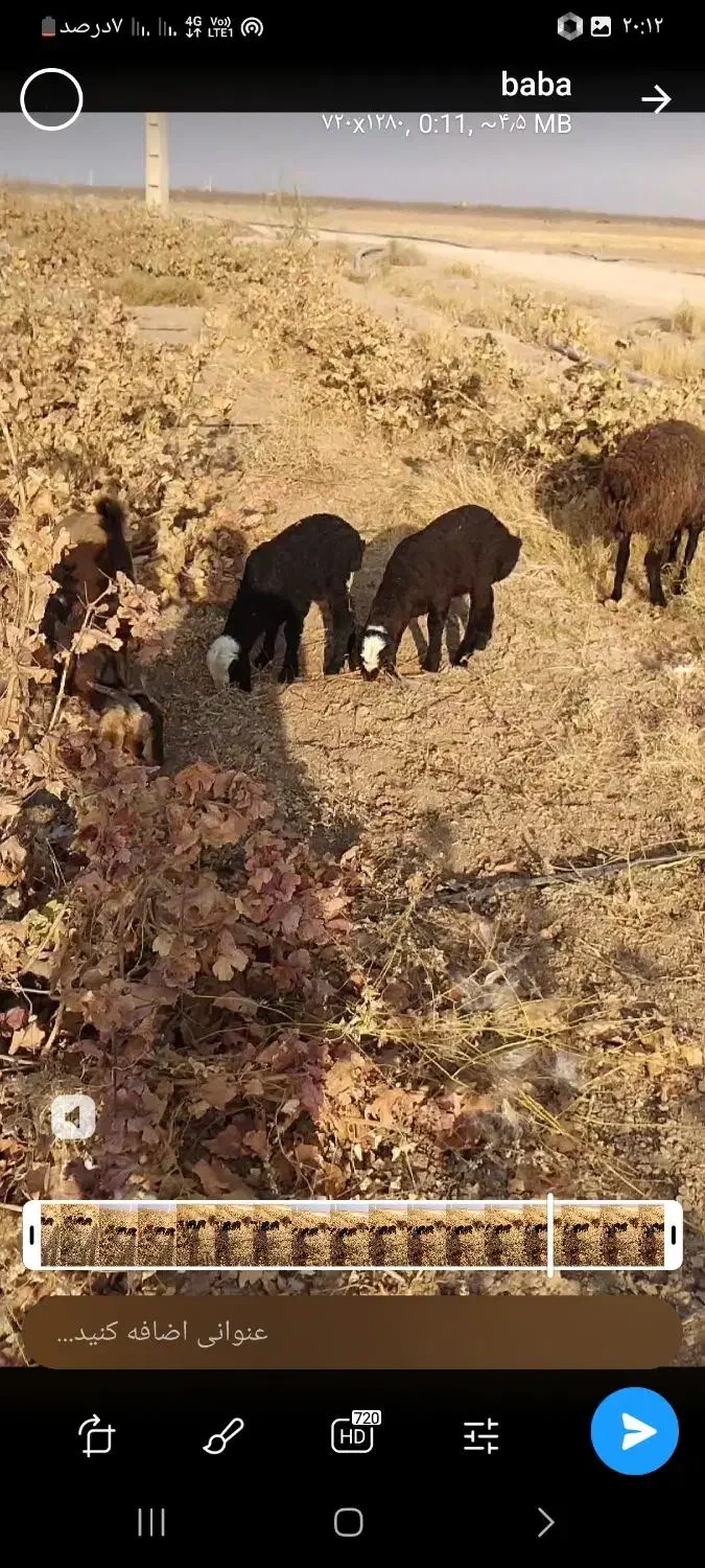 دو عدد بره نرشیر مست ۲عدد بره ماده پای قوچ|حیوانات مزرعه|تاکستان, |دیوار