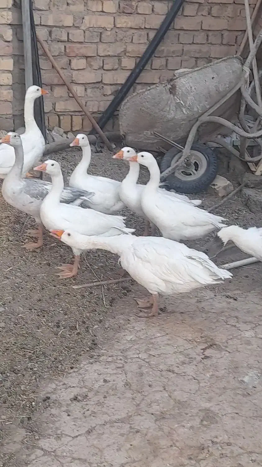 غاز|حیوانات مزرعه|معصومیه, |دیوار