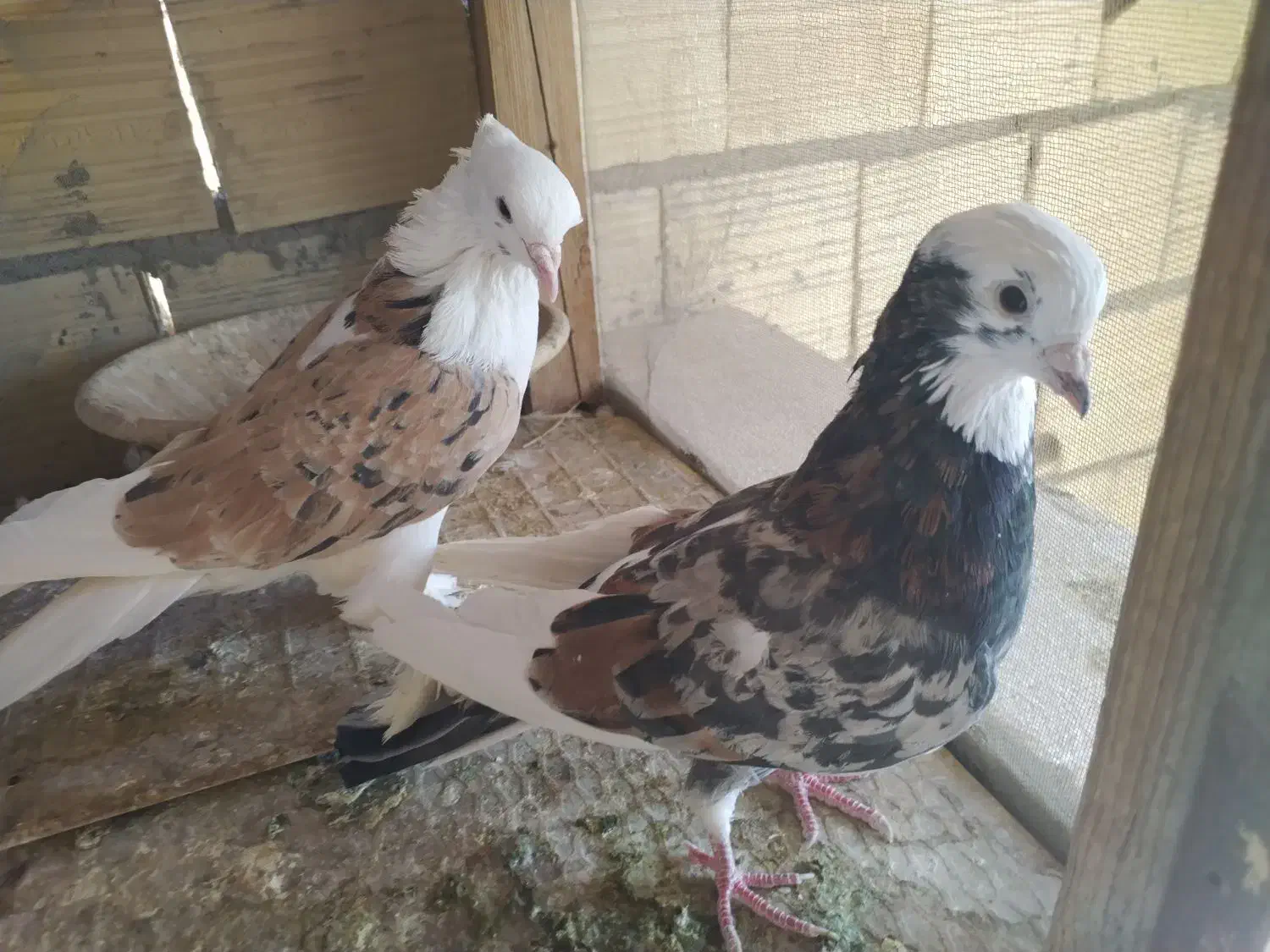 کفتر|پرنده|میبد, |دیوار