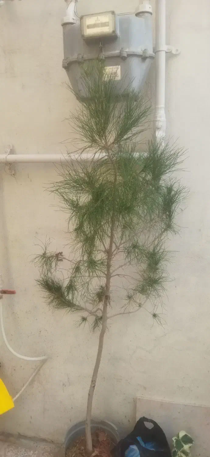 کاج|گل و گیاه طبیعی|ارومیه, |دیوار