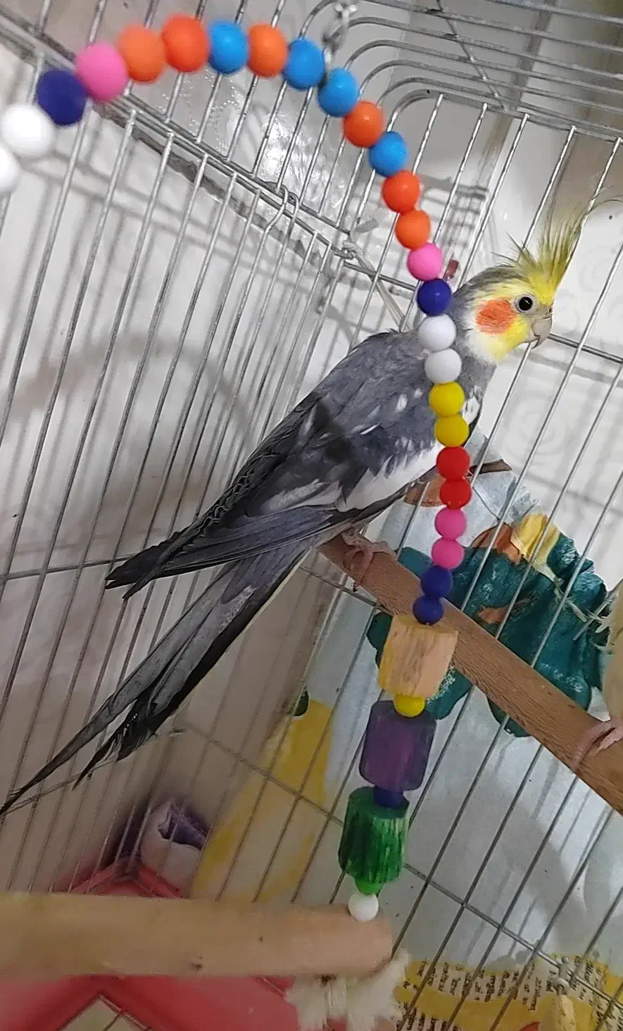 عروس هلندی نر|پرنده|پاکدشت, پاکدشت (مامازند)|دیوار