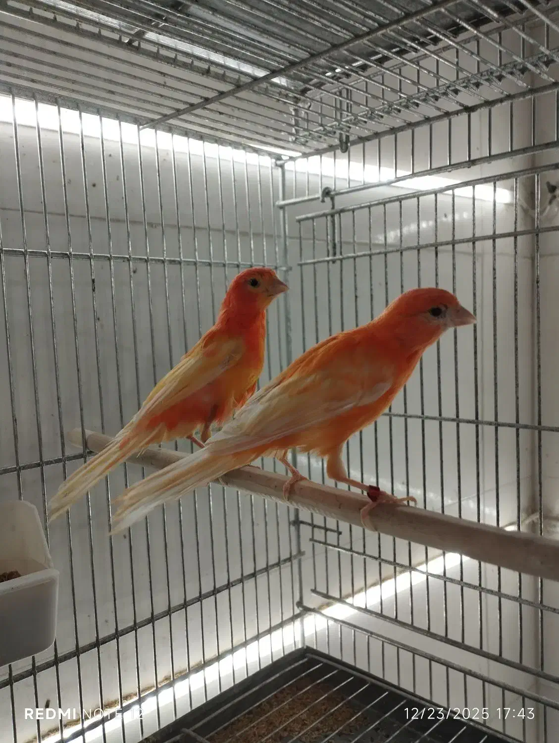 قناری|پرنده|اسکو, |دیوار