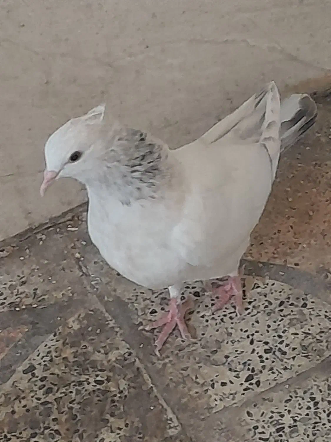 کبوتر جوجه کوهی نر|پرنده|رامهرمز, |دیوار